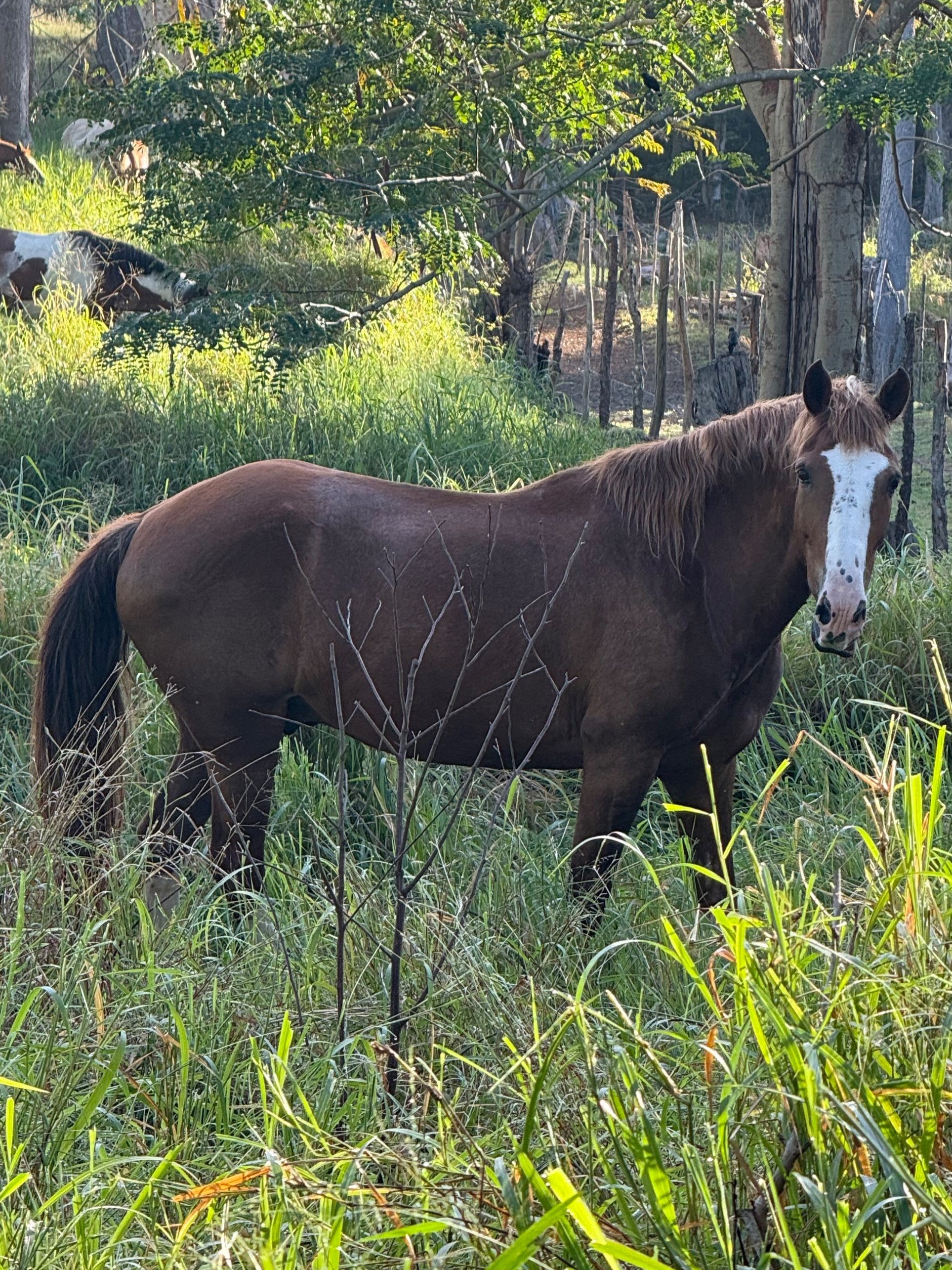 Brown horse with white face markings standing in tall grass in a wooded area.