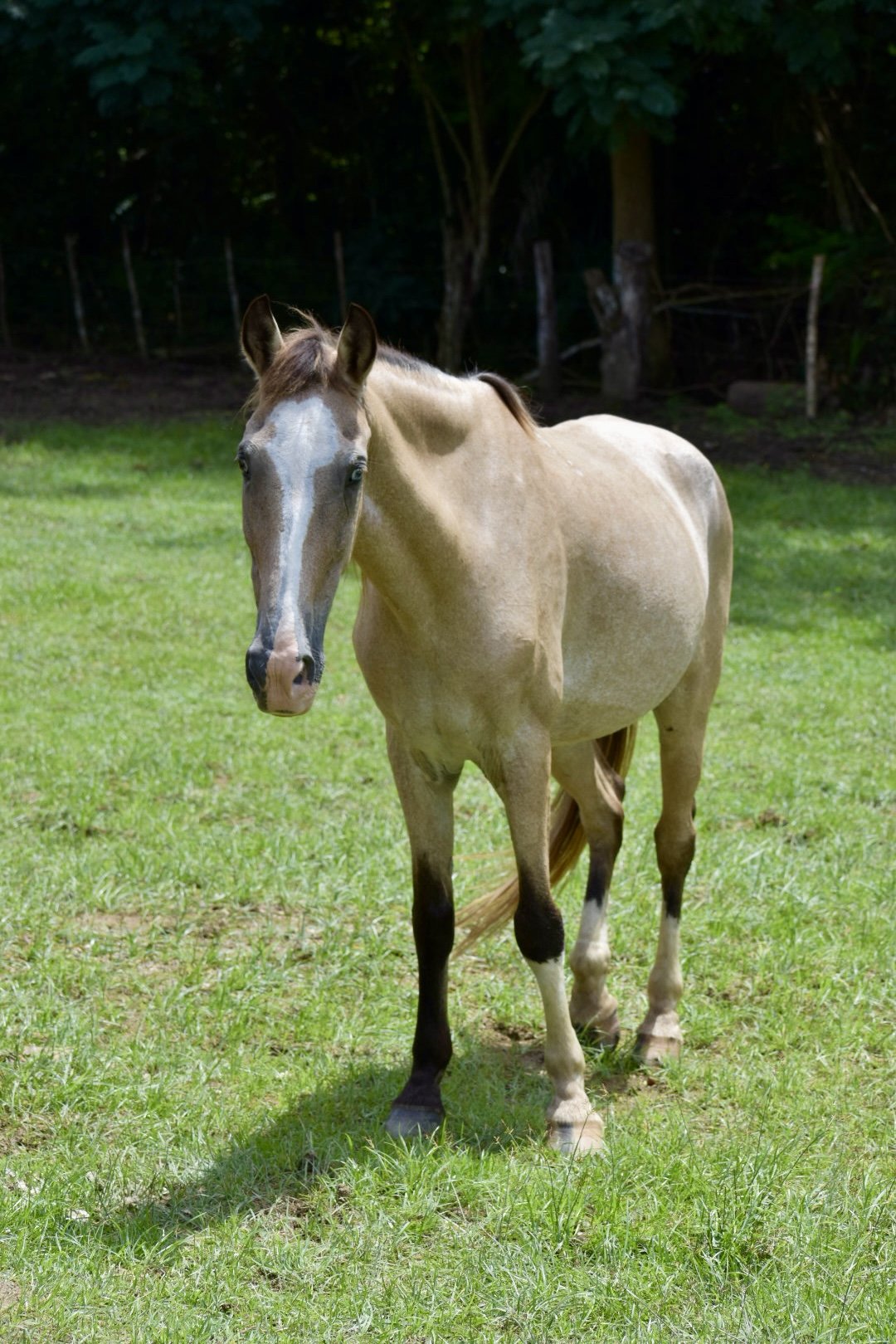 A tan and white horse standing on a grassy field with trees in the background.