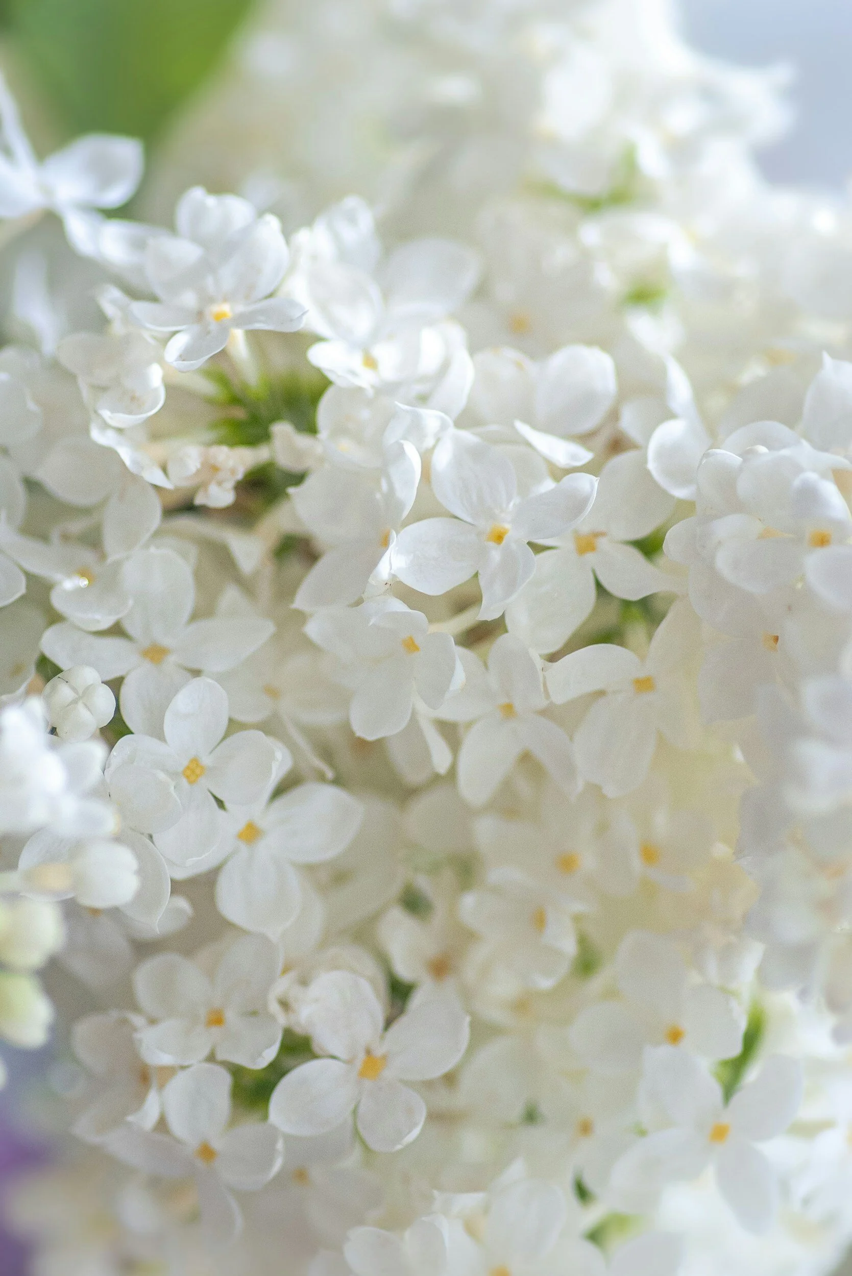 Close-up of white lilac flowers blooming.