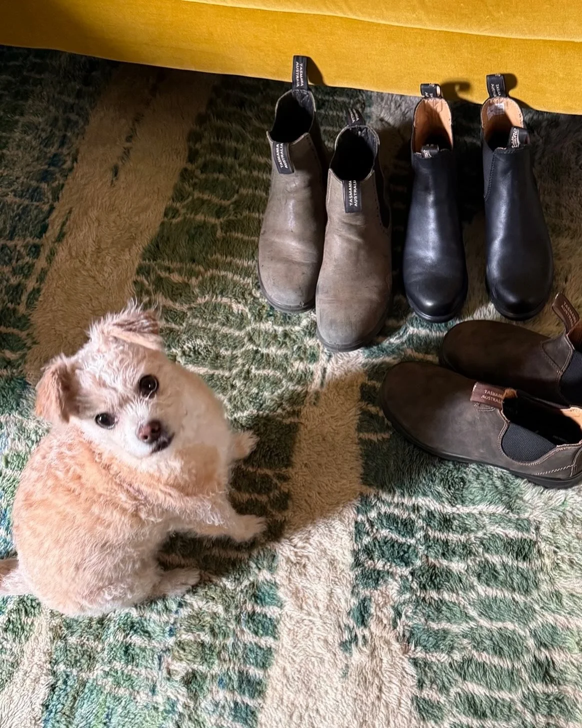 Dog and boots. Happy Sunday. 💛🌥️⛅️🌤️
