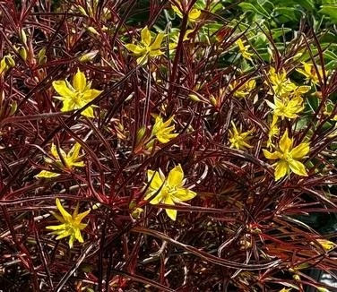 Coreopsis lanceolata — lanceleaf coreopsis

Burgundy stems and bright yellow flowers 
