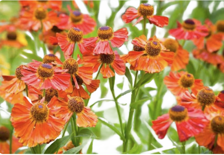 Helenium autumnale — common sneezeweed

Late-blooming golden-yellow flowers that support pollinators into fall.
