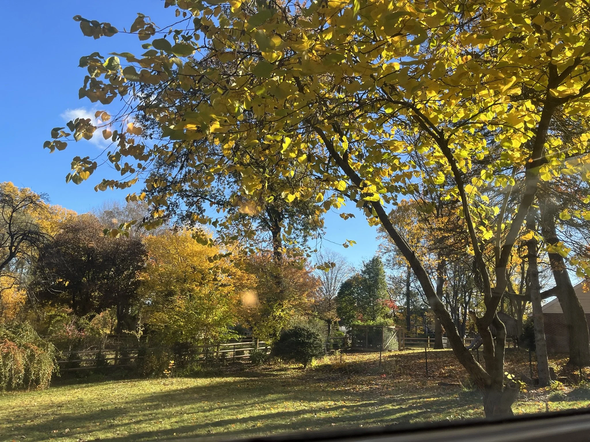 Natural Shade for a Hotter World: Shade Trees Matter More Than Ever