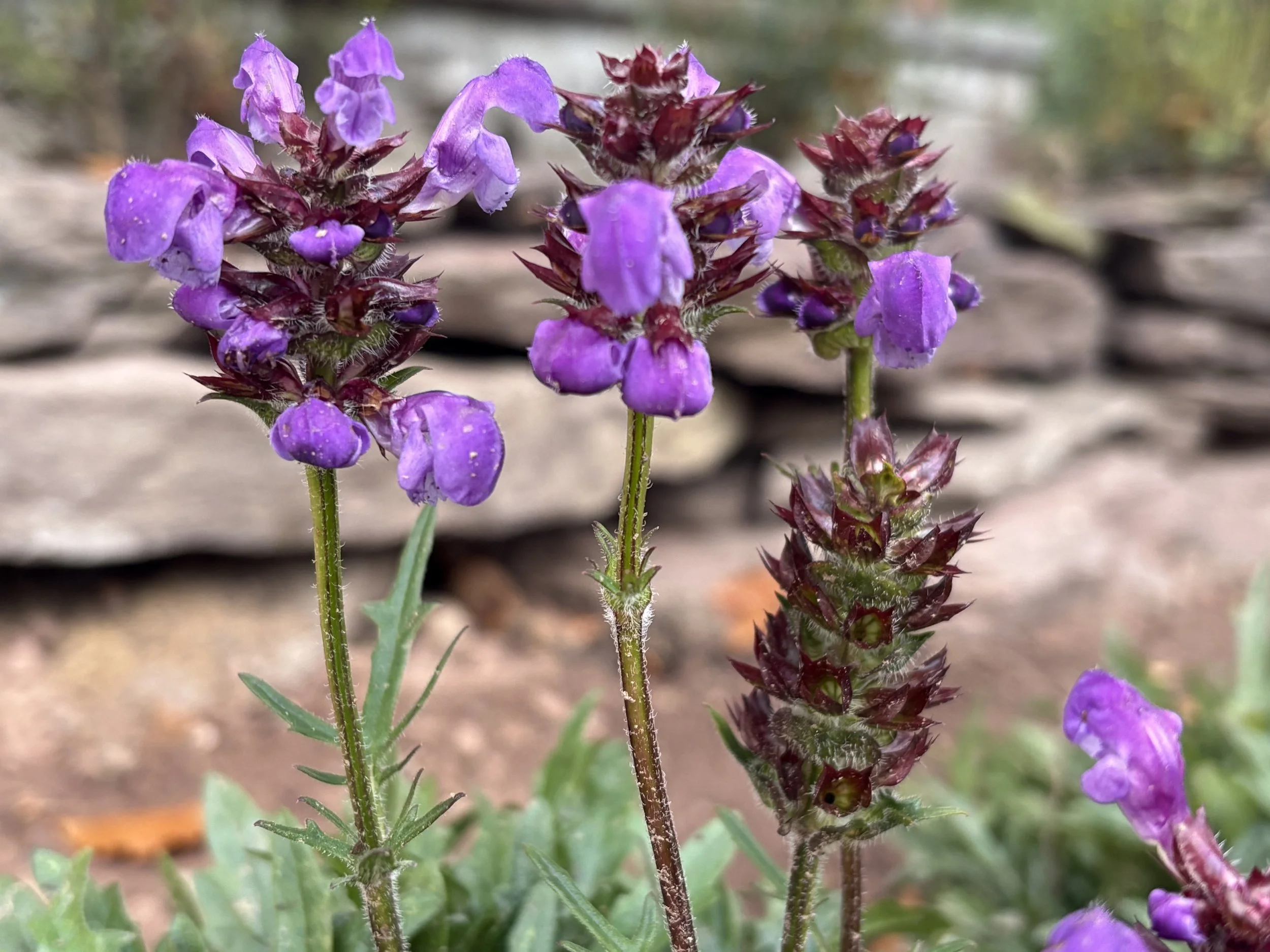 Maintenance + Design - Blue Bell, PA