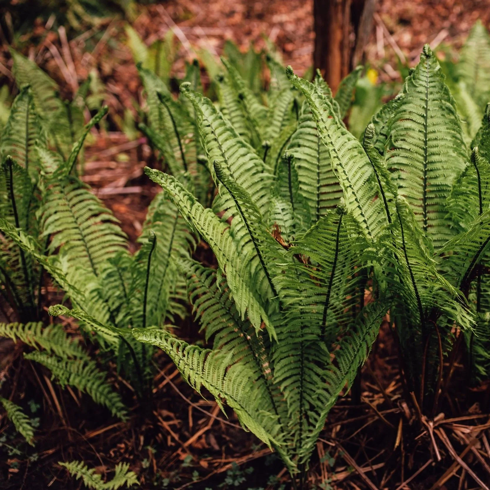 Feathers of the Forest