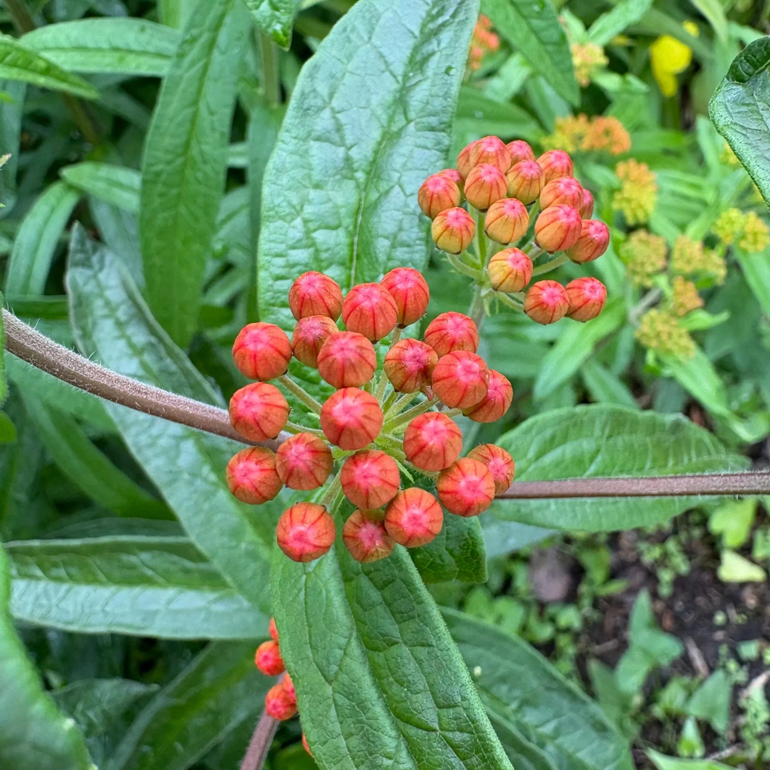Butterfly Weed