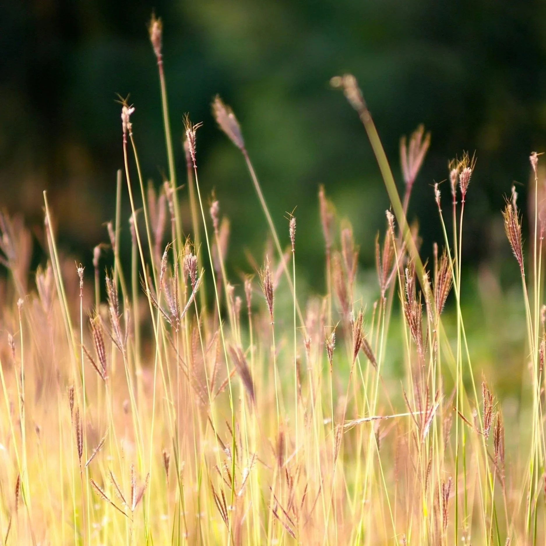 Native Grasses