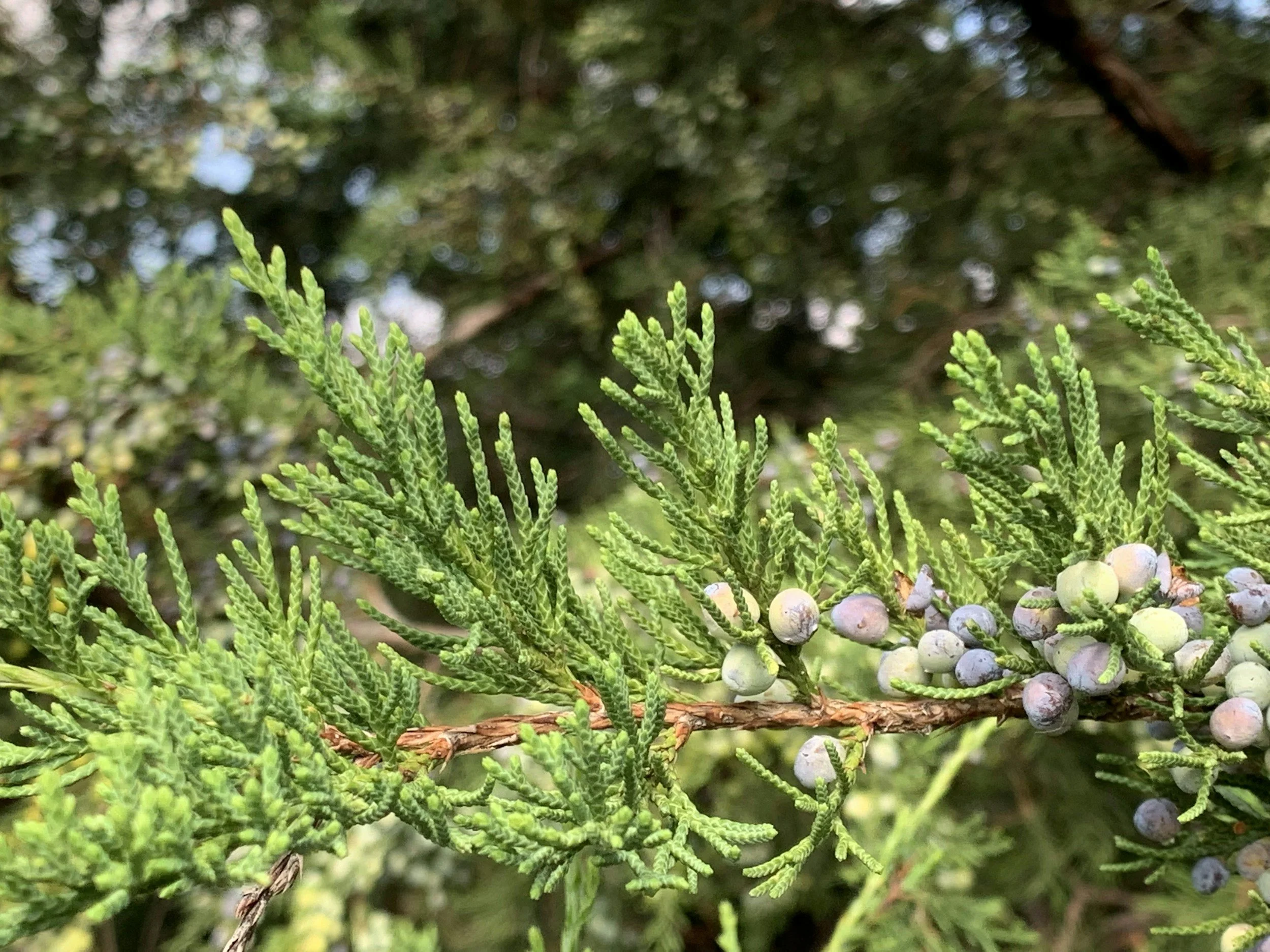 Juniperus virginiana — aromatic foliage and blue, berry-like cones 