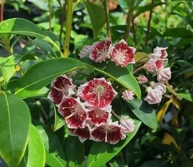 Kalmia latifolia dwarf — Compact evergreen shrub with showy late-spring flowers 