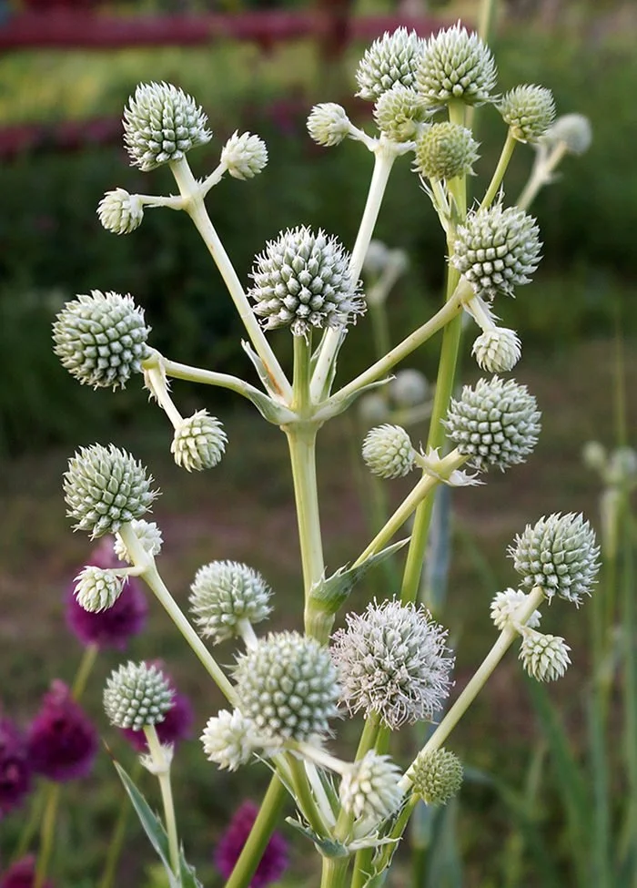 Eryngium yuccifolium — rattlesnake master

Architectural silvery-white flower clusters 