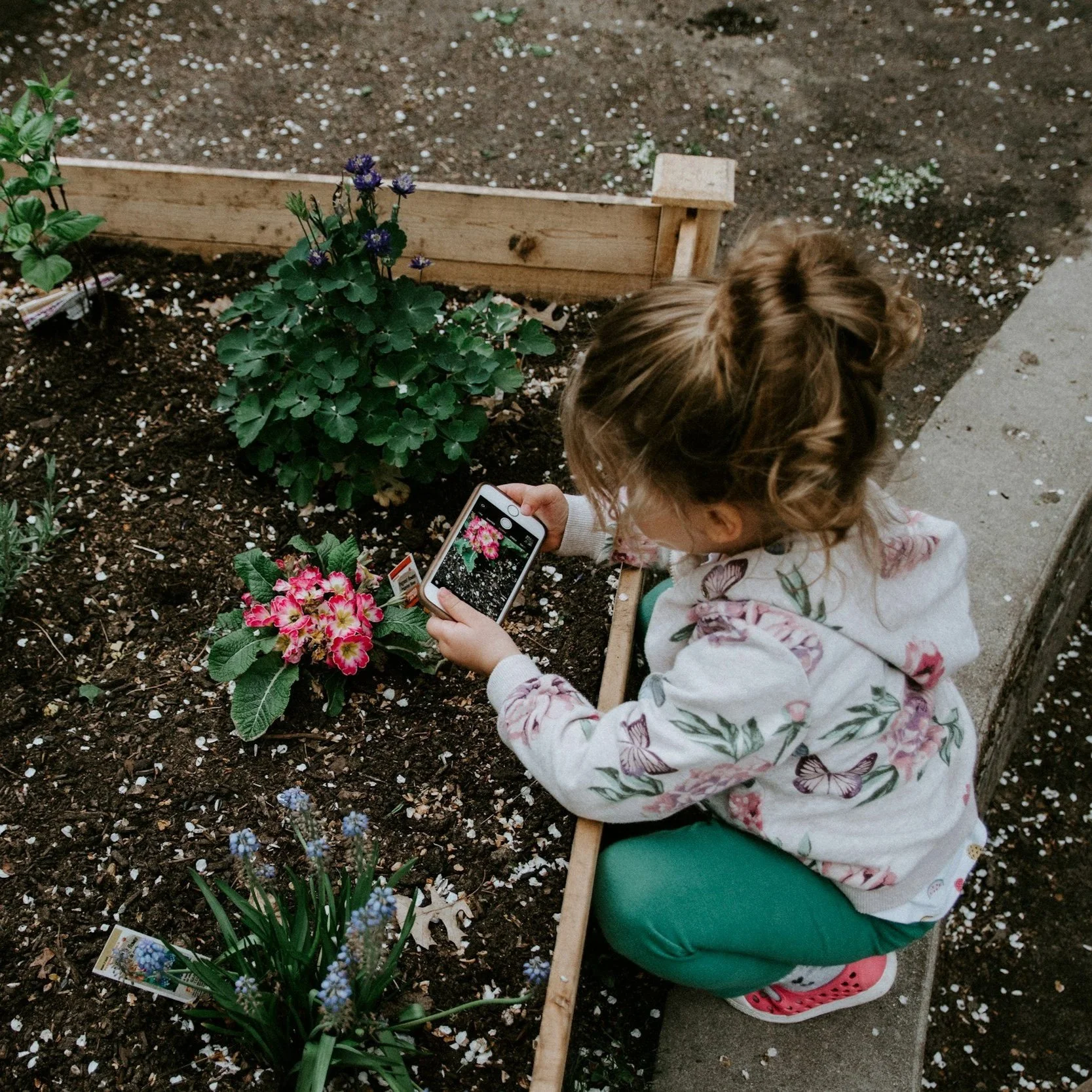 A young girl crouches beside a flower bed, taking a picture of pink flowers with her smartphone.