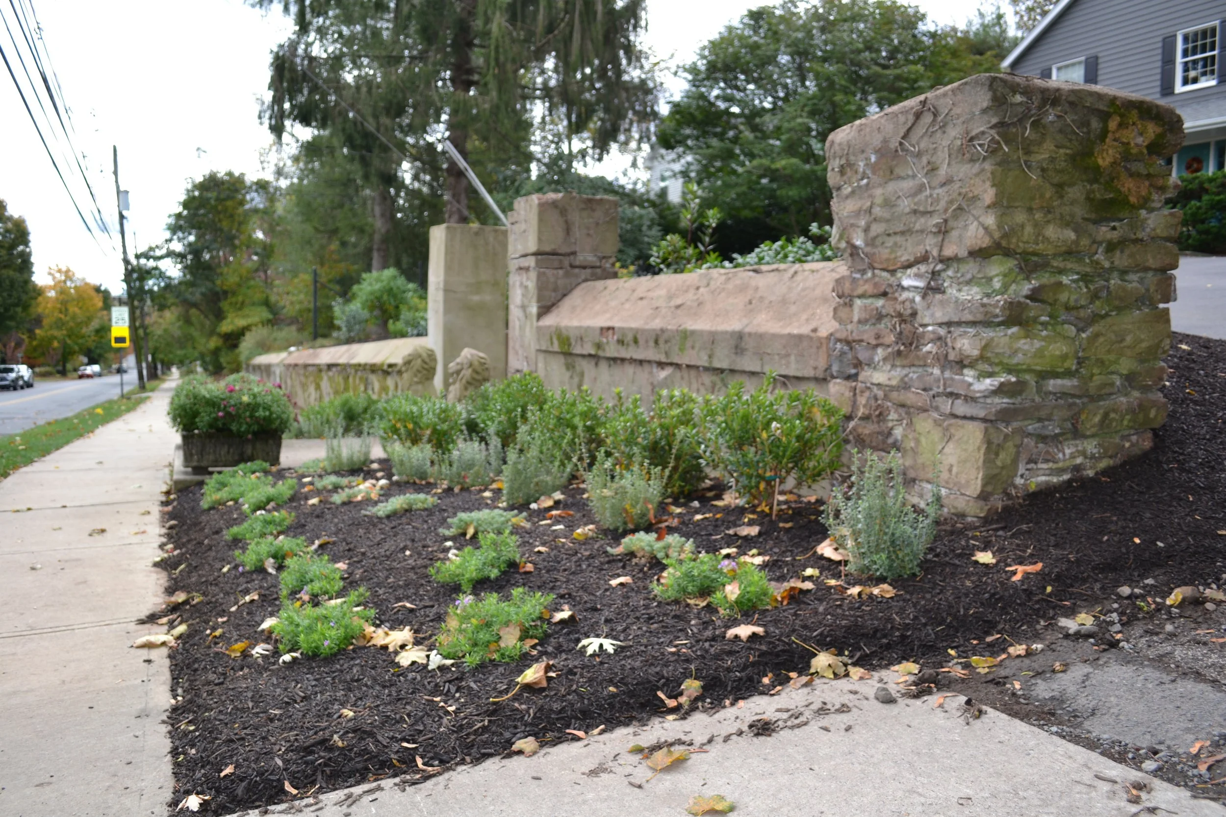 Native plants replace lawn