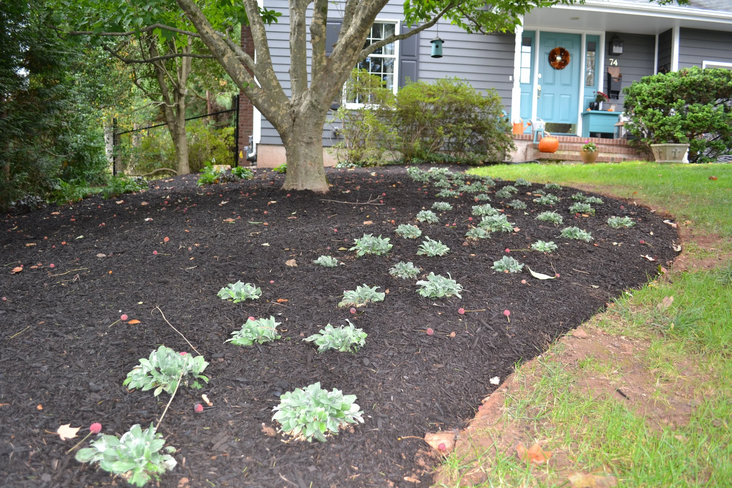Woodland groundcover - Antennaria plantaginifolia