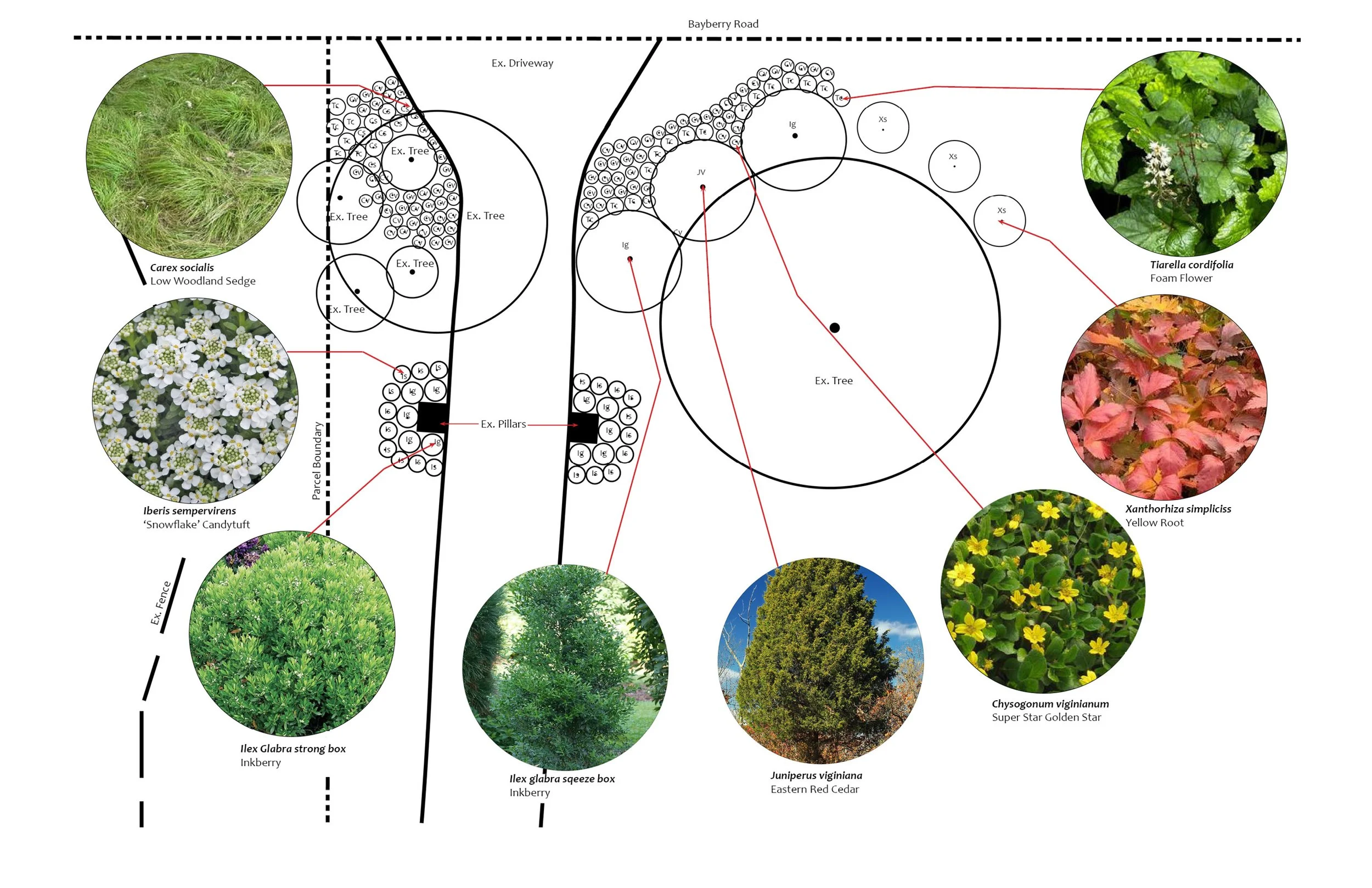 A detailed landscape design plan showing various trees, shrubs, and plants with labeled images, arranged within property boundaries. Includes illustrations of low woodland sedge, snowflake candy tuft, strong box, eastern red cedar, foam flower, yellow root, and other plants, with measurements and annotations for planting layout.