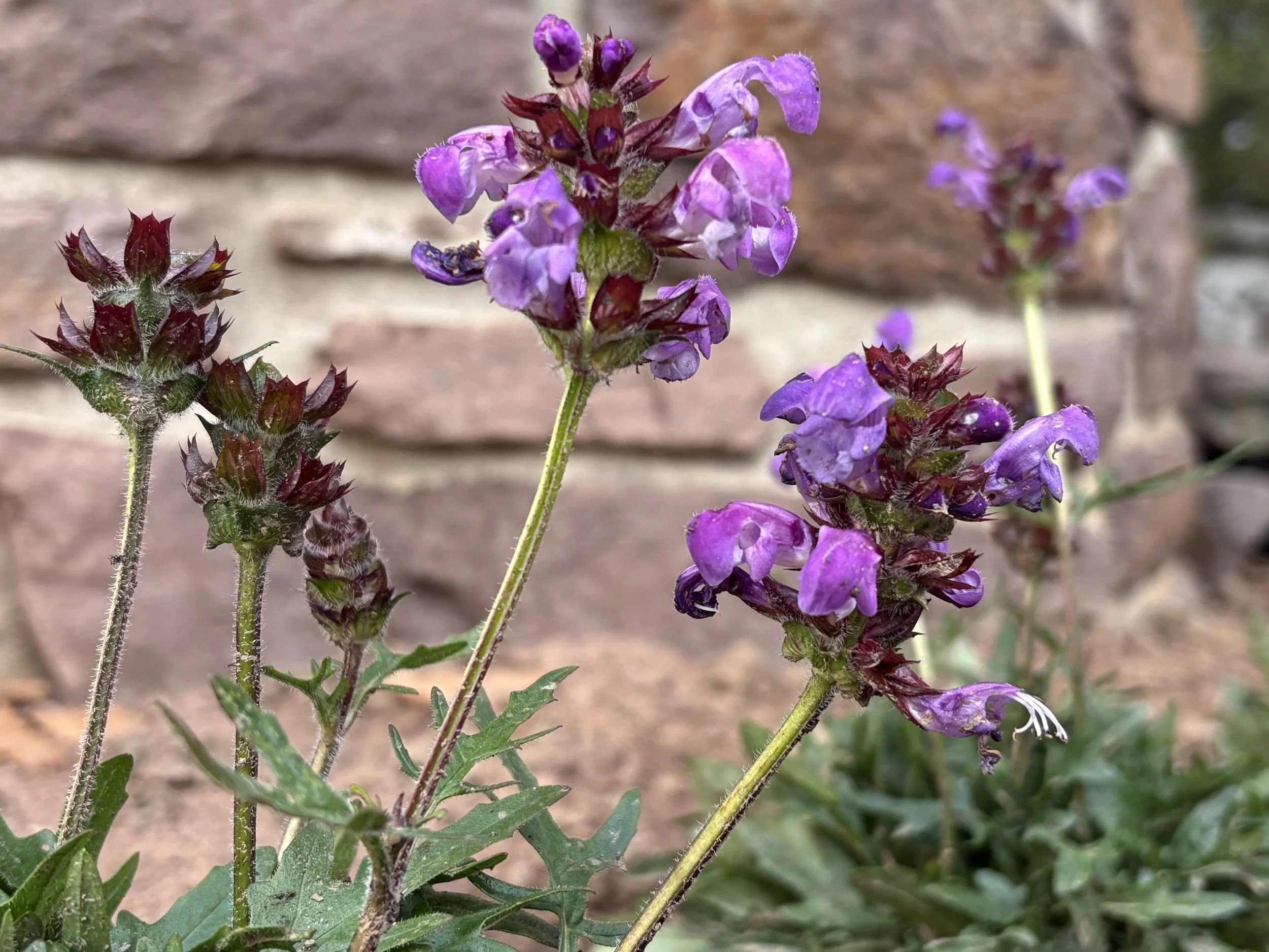 Prunella vulgaris, Selfheal