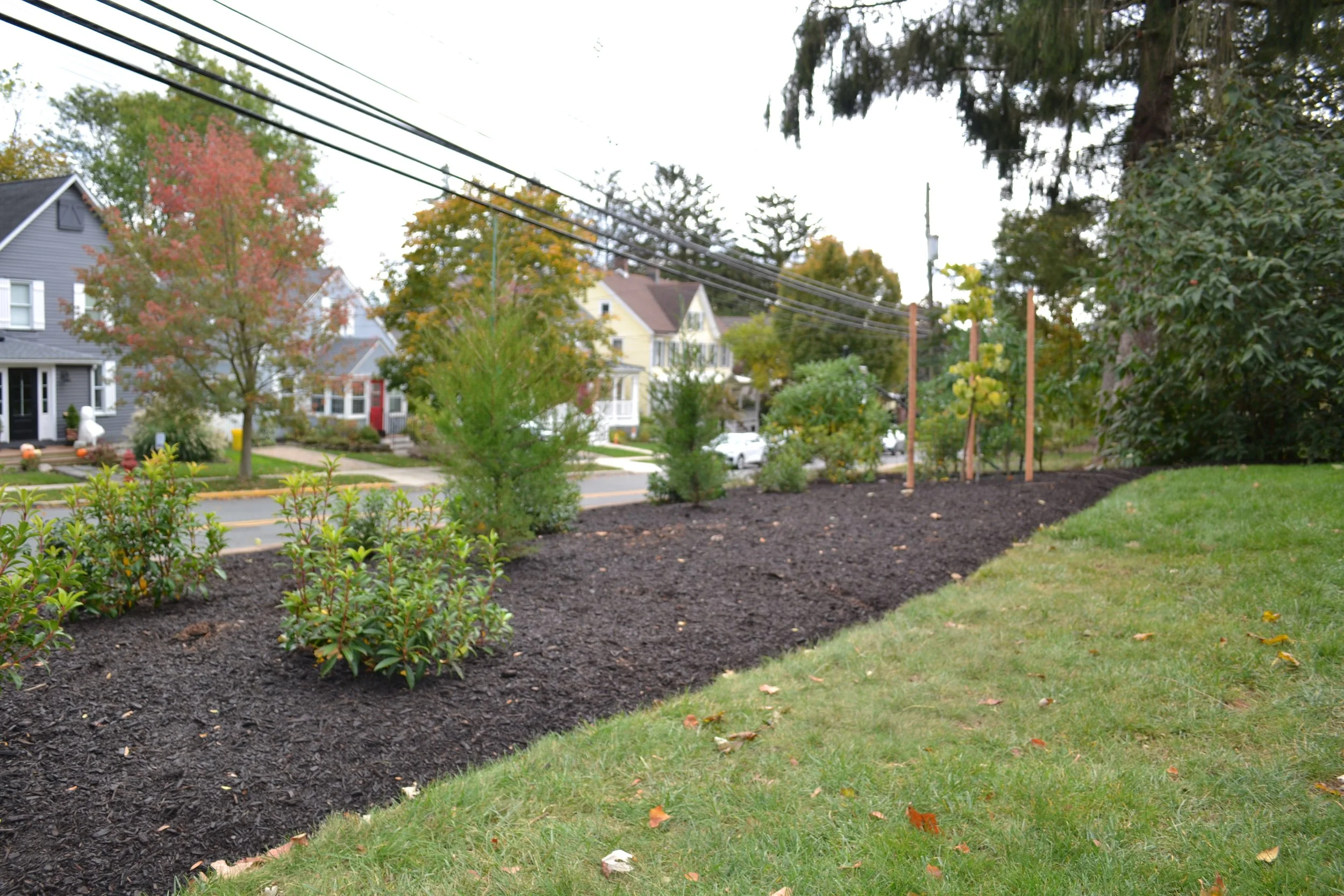Native shrubs provide screening