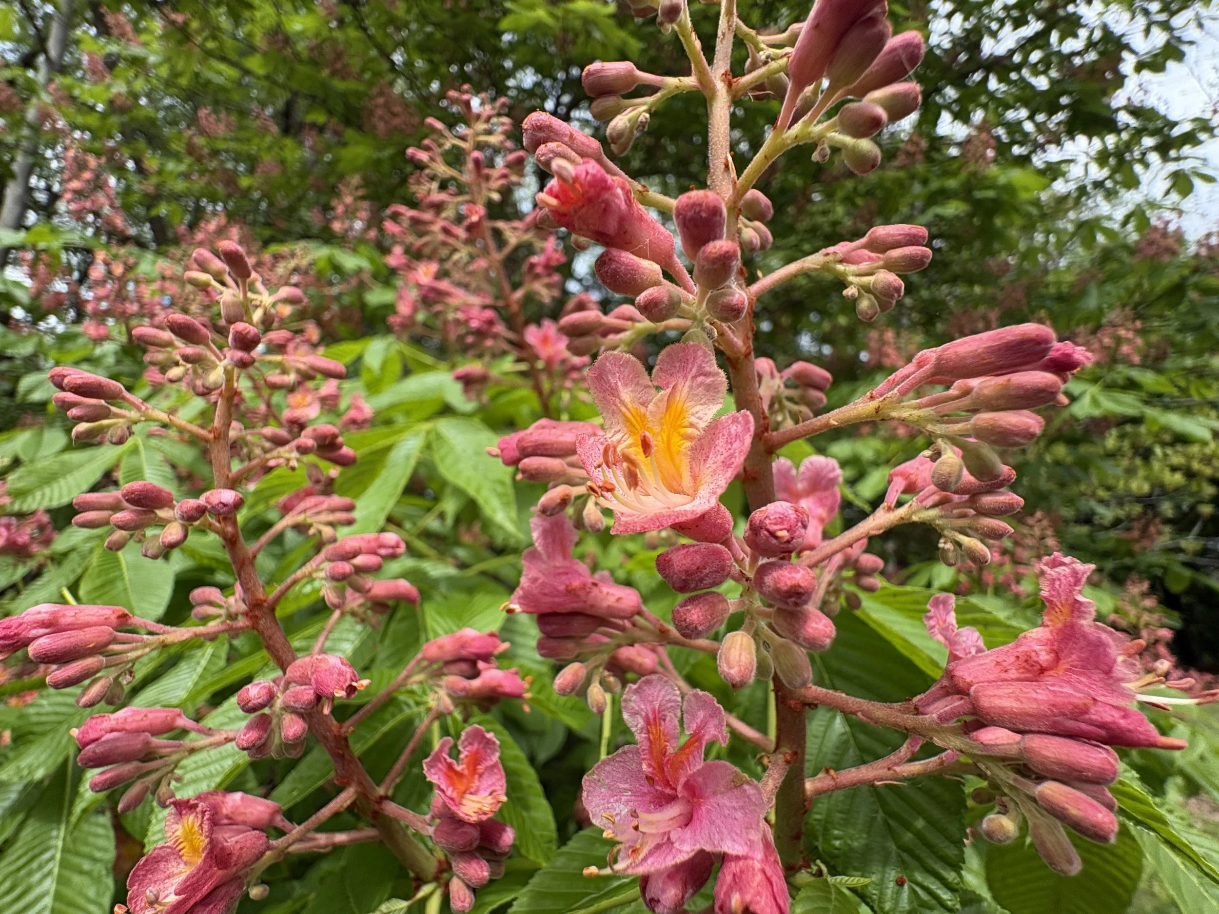 Aesculus pavia — understory tree with showy red spring flowers 