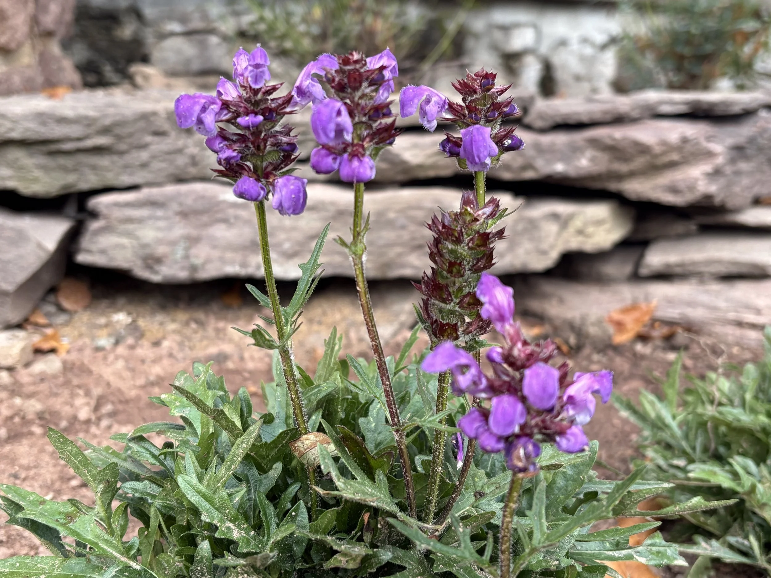 Prunella vulgaris, Selfheal