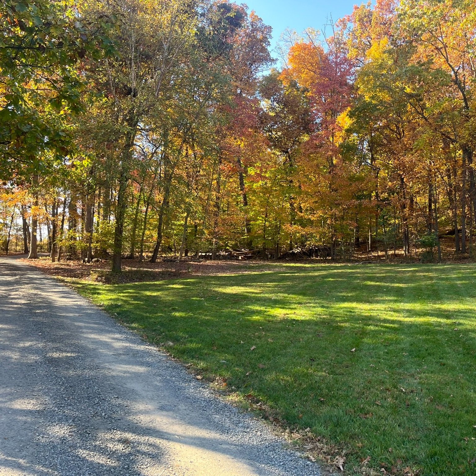A dirt road curves through a grassy area with a forest of trees with colorful autumn leaves in the background.