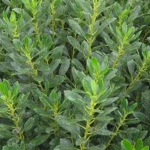 Ilex glabra ‘Densa’ - evergreen with dense foliage and black fruit 