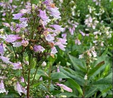 Penstemon digitalis — foxglove beardtongue

Pale lavender-white flowers and dark stems that attract bees and hummingbirds.
