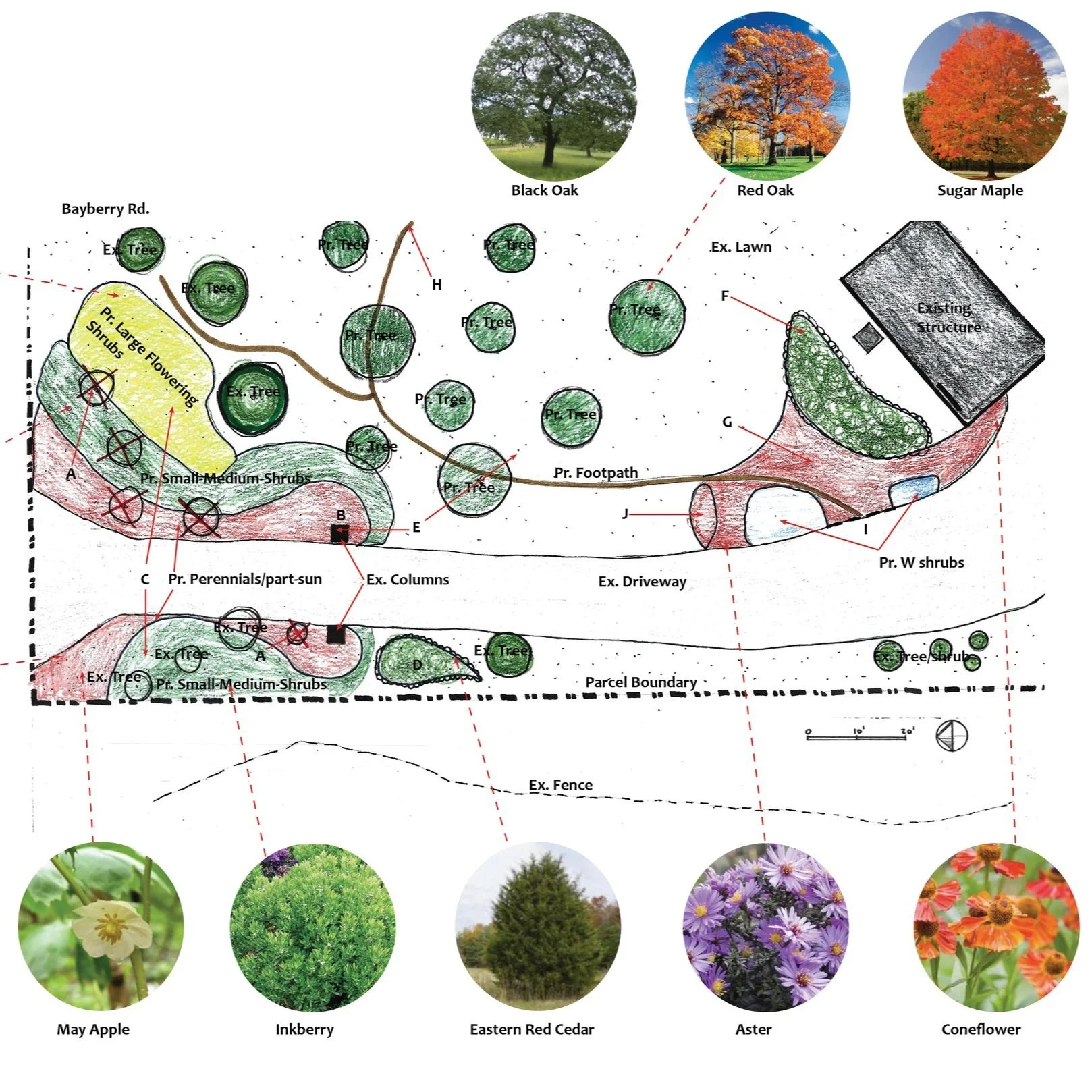 Concept plan for Bayberry Road landscape design showing trees, shrubs, driveway, fence, and planting areas with photos and labels for various trees and plants.