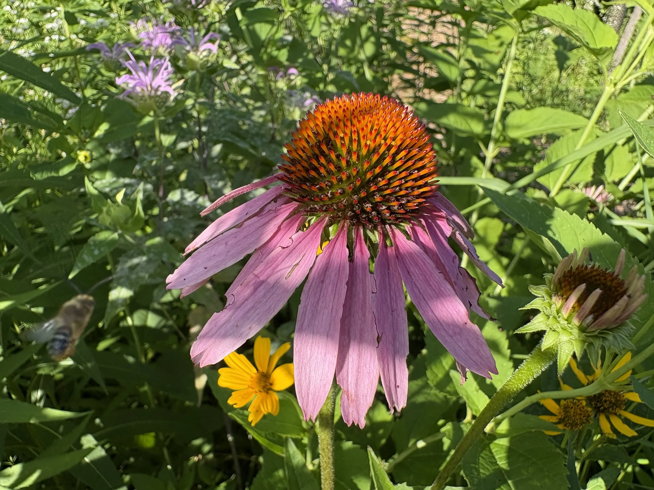 Echinacea purpurea — purple coneflower

Long-blooming purple-pink flowers 
