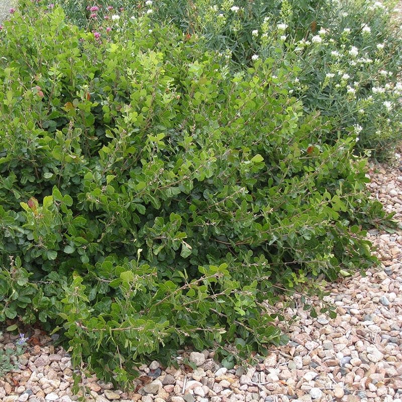 Rhus aromatica ‘Gro-Low’ — Low-growing with aromatic foliage, red fall color.