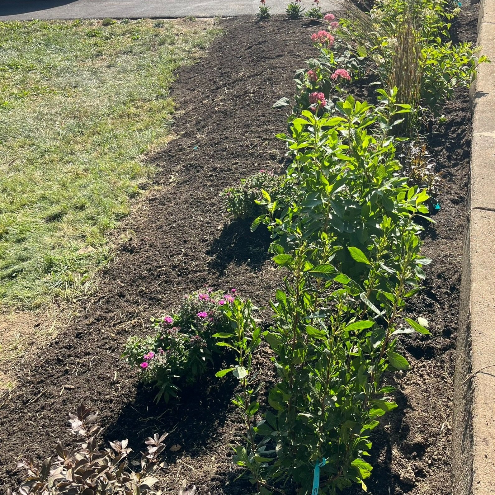 A garden bed with green shrubs, pink flowers, and dark soil, bordered by grass on one side and a concrete curb on the other.