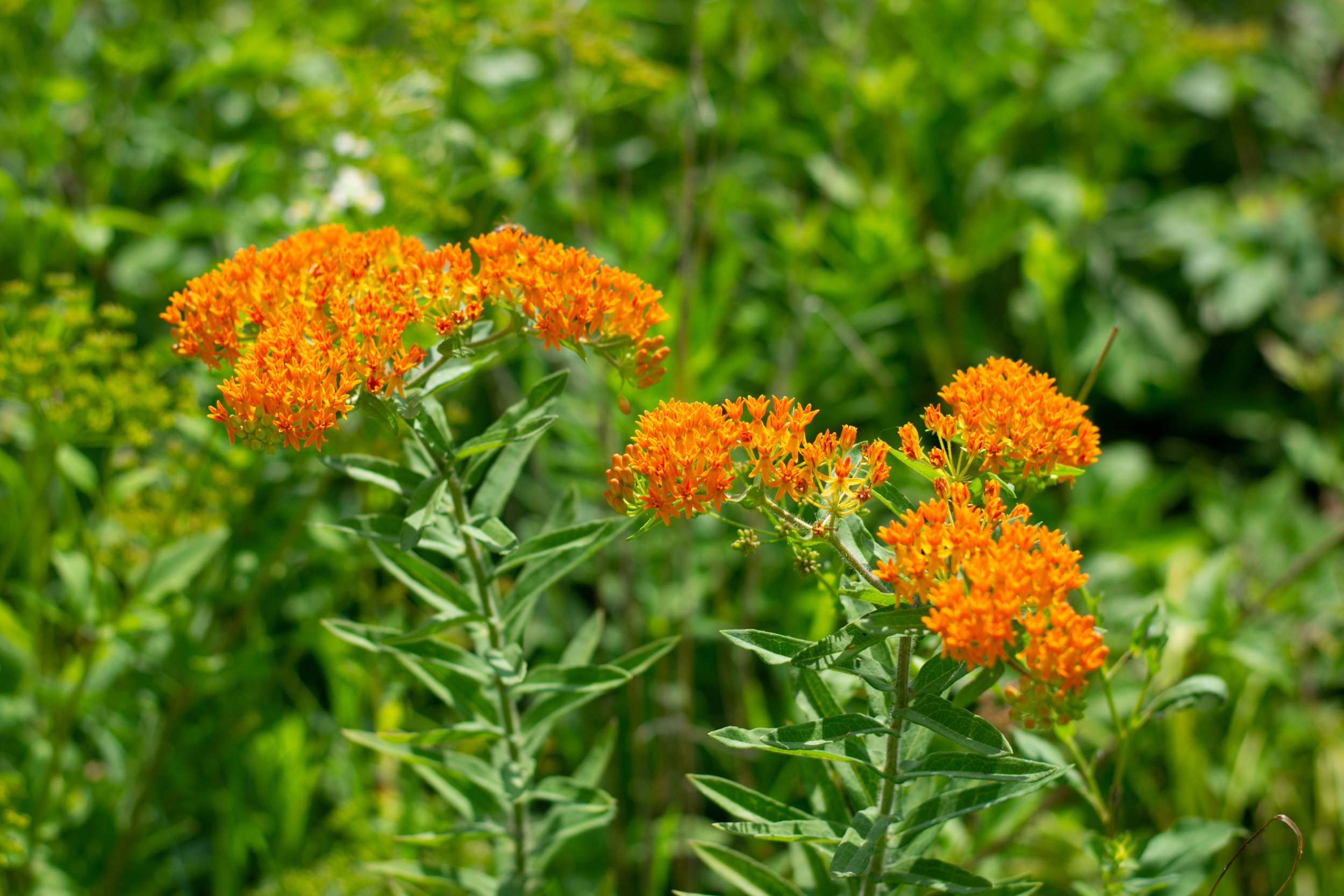 Asclepias tuberosa, long-lasting orange color splash