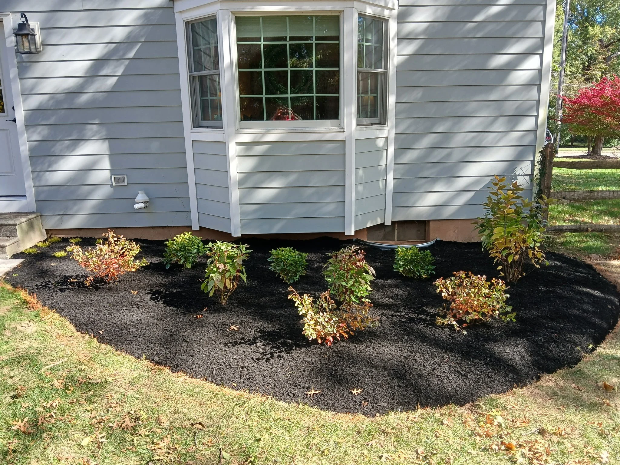 Aromatic native shrubs