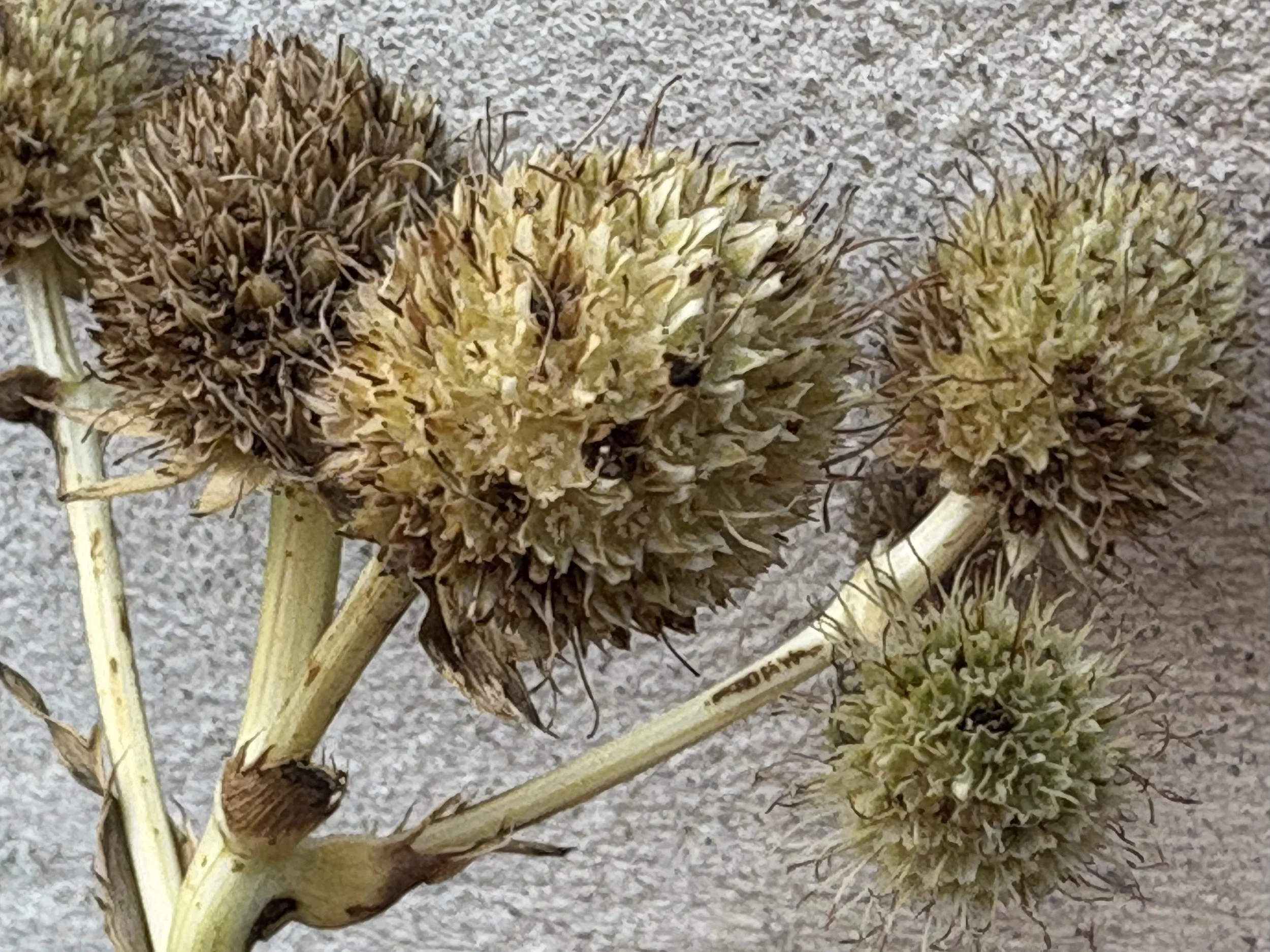 Eryngium yuccifolium, Rattlesnake Master