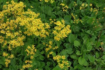Packera aurea — golden ragwort

Bright yellow spring flowers that support early-season pollinators.
