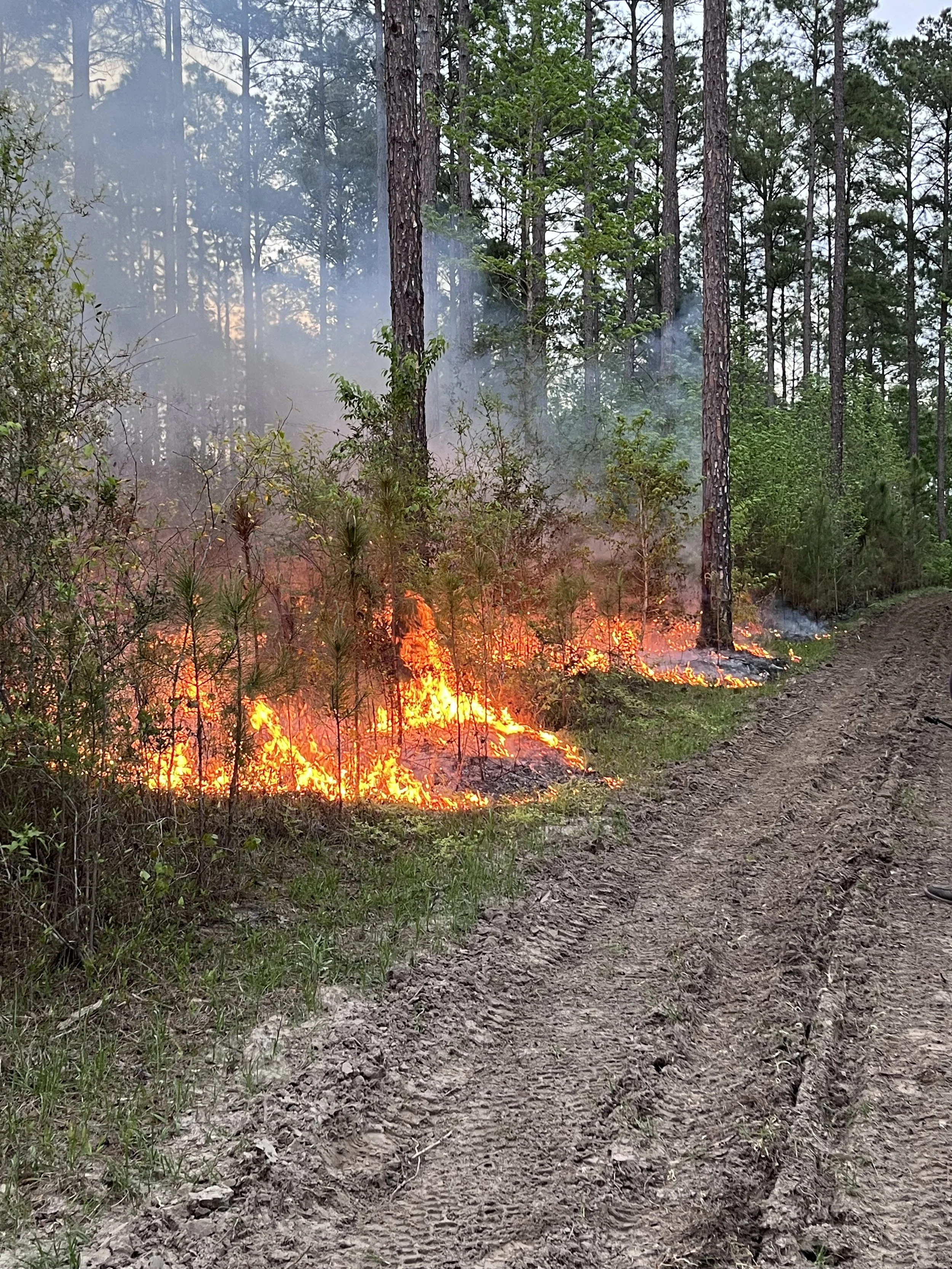 Controlled forest burn with flames and smoke near a dirt path, surrounded by trees.