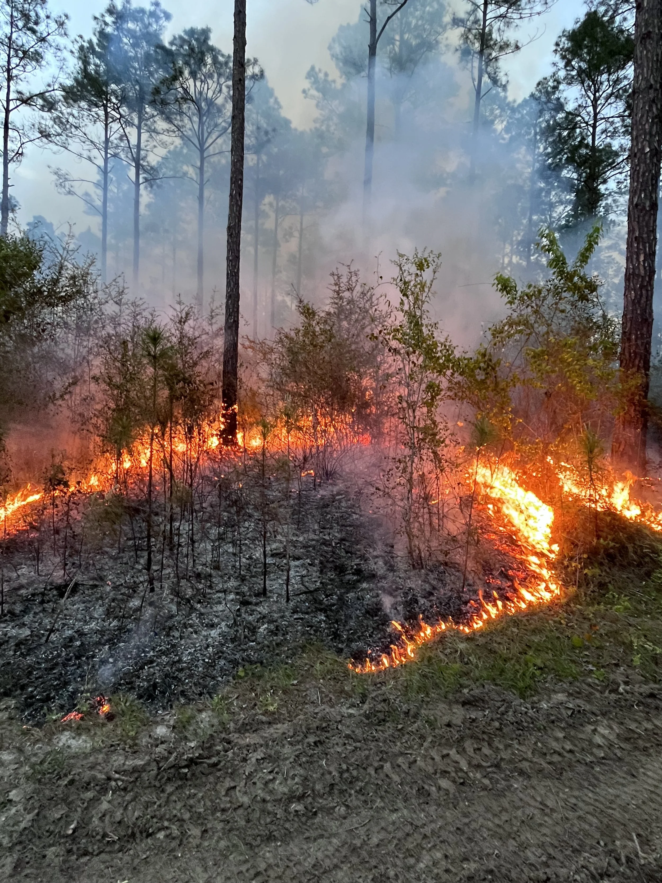 Controlled forest burn with flames and smoke, surrounded by tall trees.