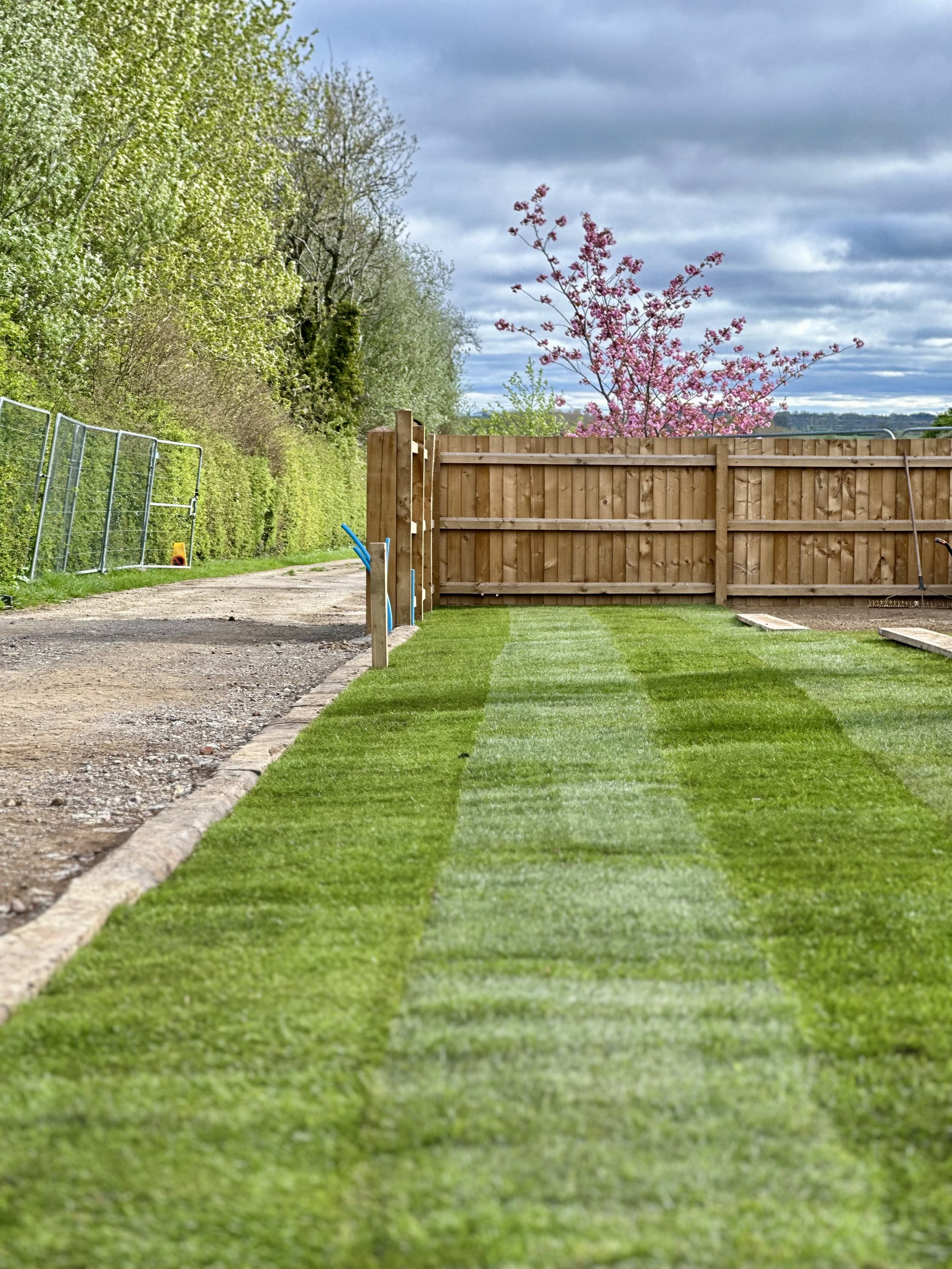 Freshly mowed lawn with a wooden fence in the background, a cherry blossom tree, and a gravel pathway lined with trees.