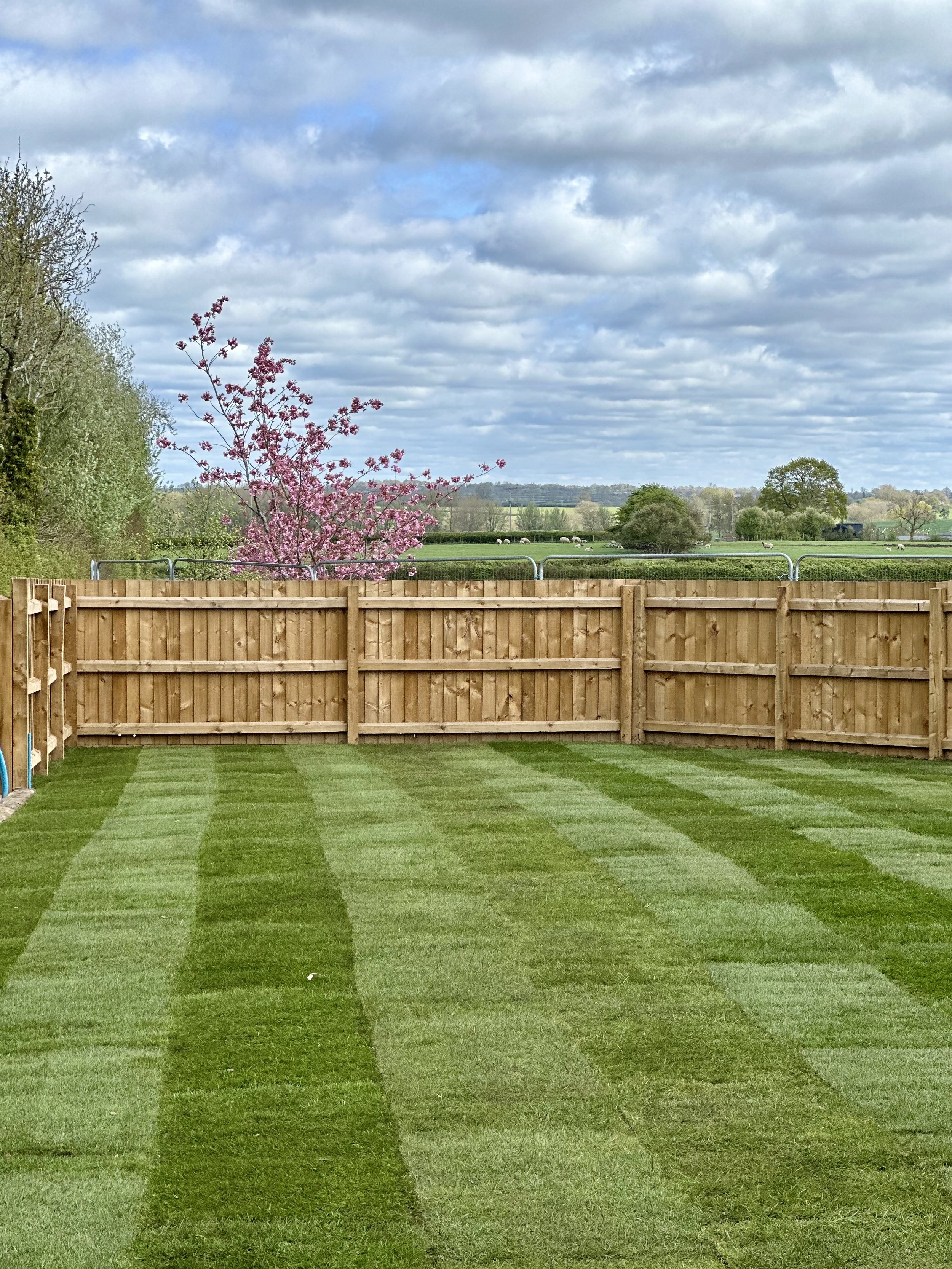 Freshly laid sod with a wooden fence and pink blossoming tree, under partly cloudy sky.
