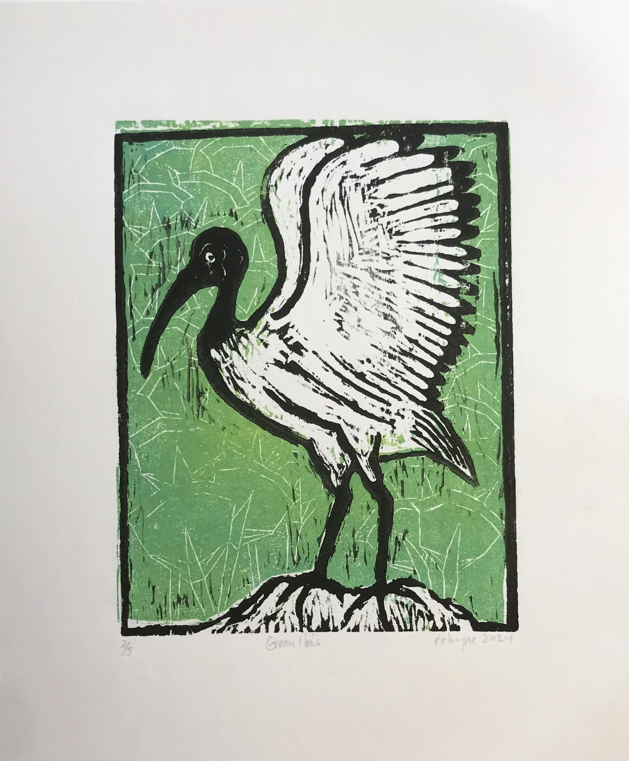 Sacred Ibis