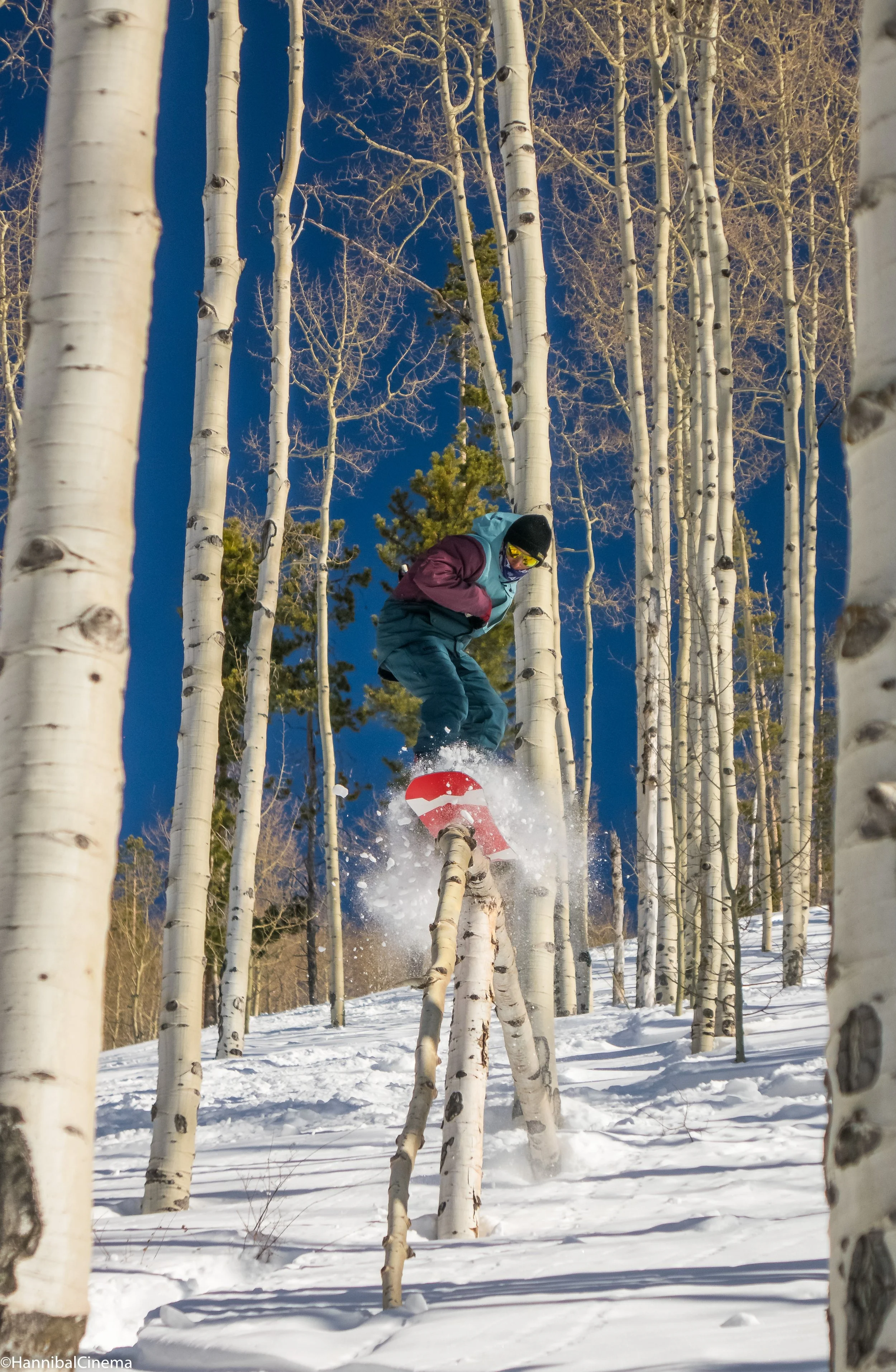 Person snowboarding through a forest of tall, leafless white birch trees on a snowy day with a clear blue sky.