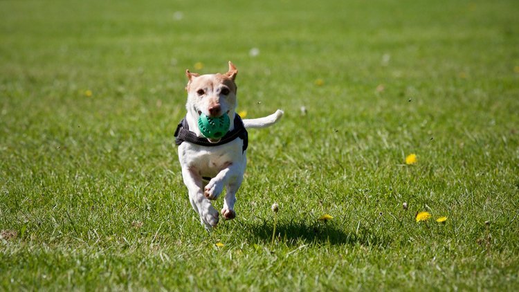 A small dog playing fetch and running on a grassy field, holding a green ball in its mouth.
