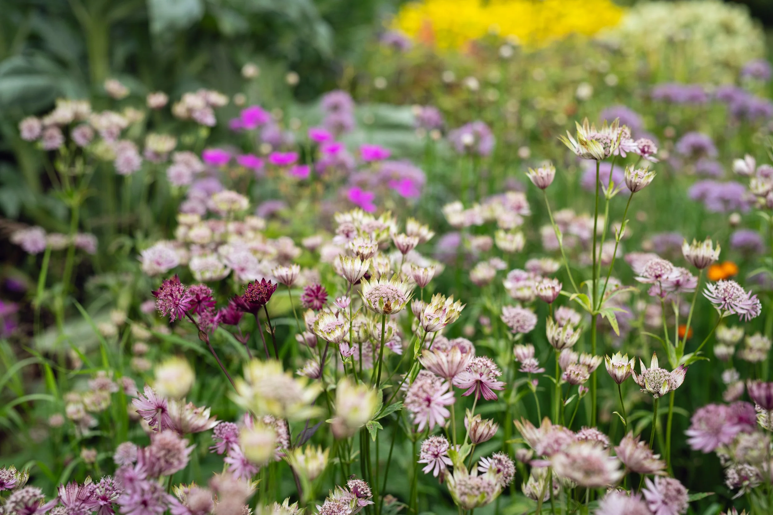 limpool_farm_flower_bed_2-1.jpg