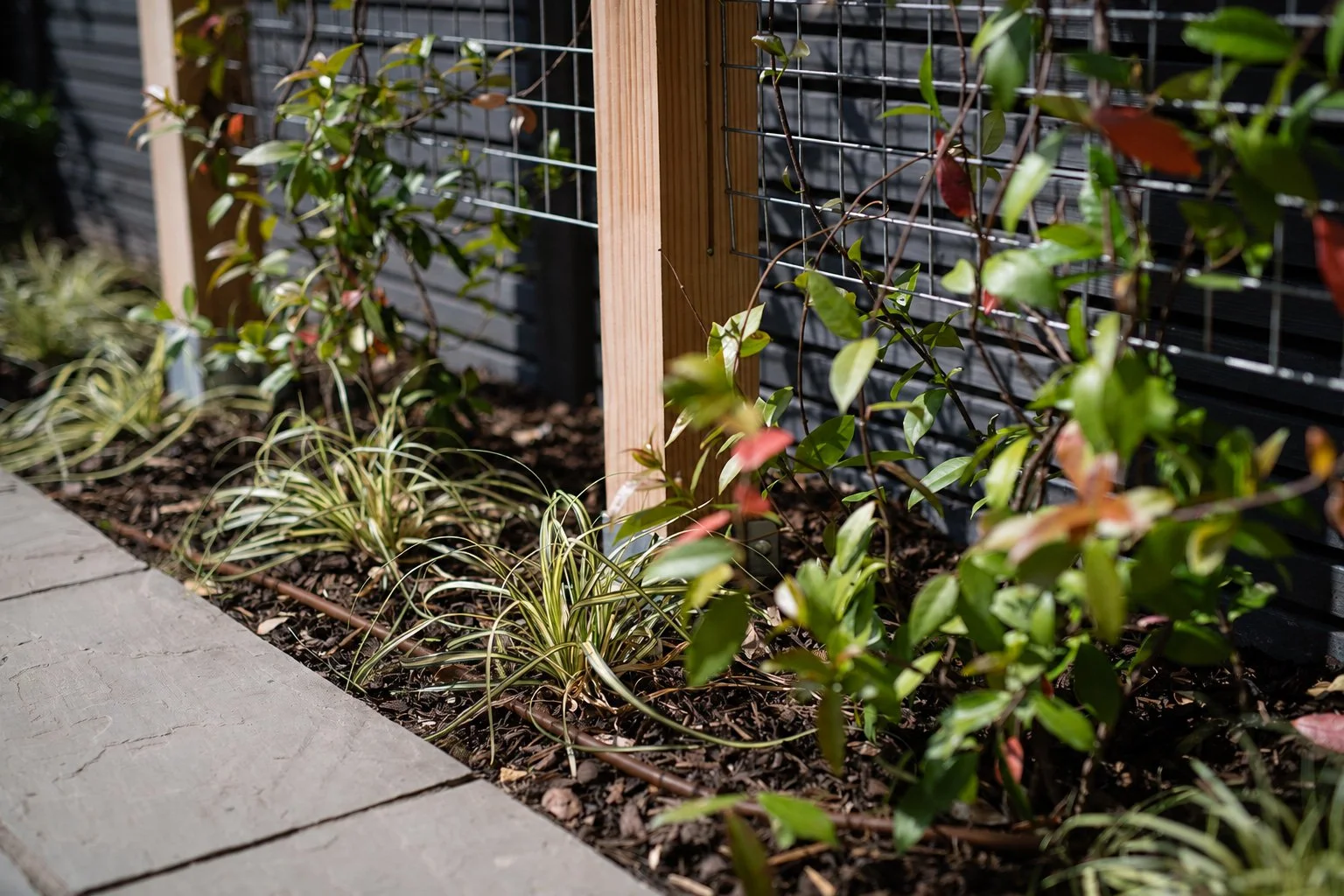 drip irrigation pipe in a flower bed