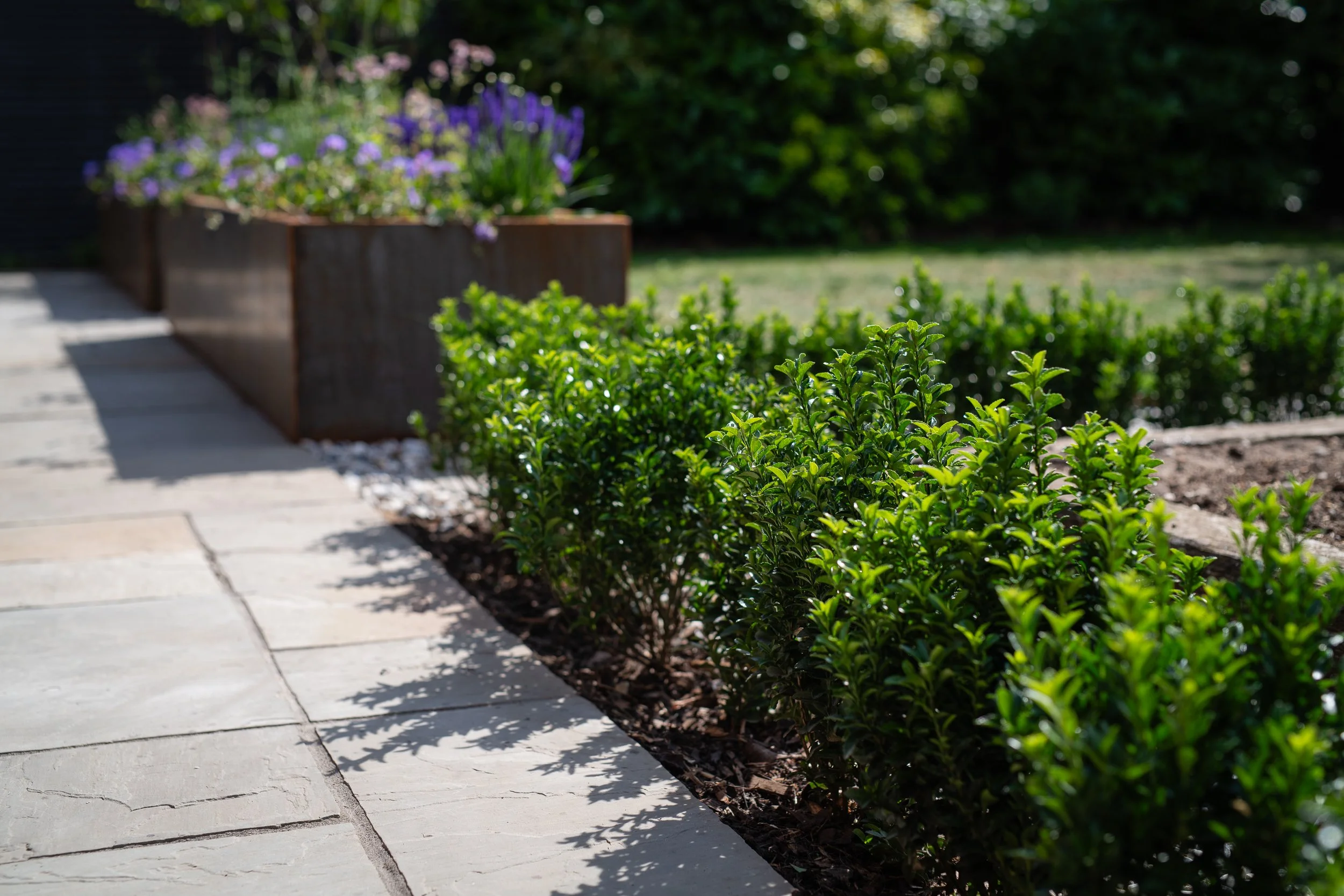 euonymous formal hedge
