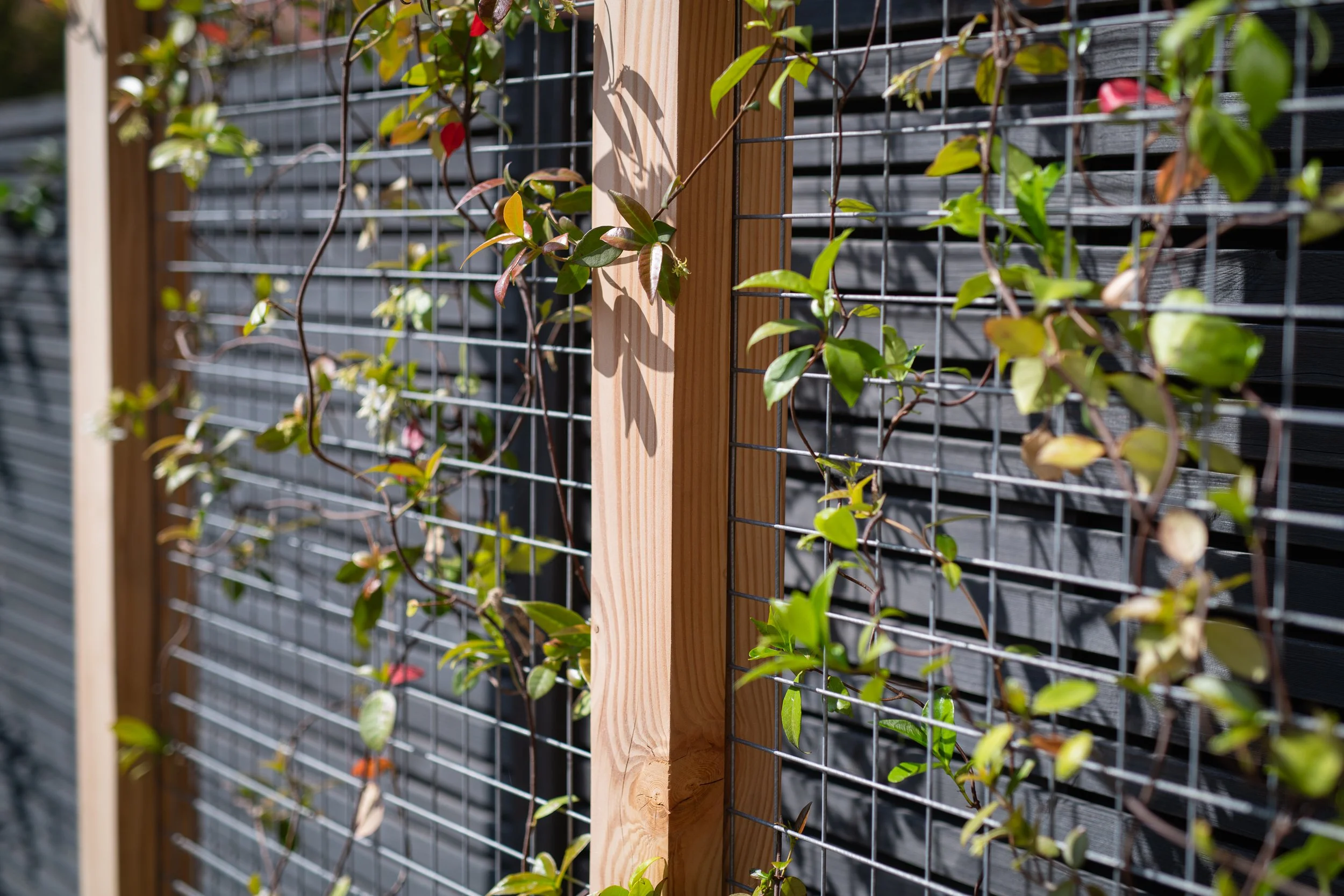 custom Douglas fir trellis