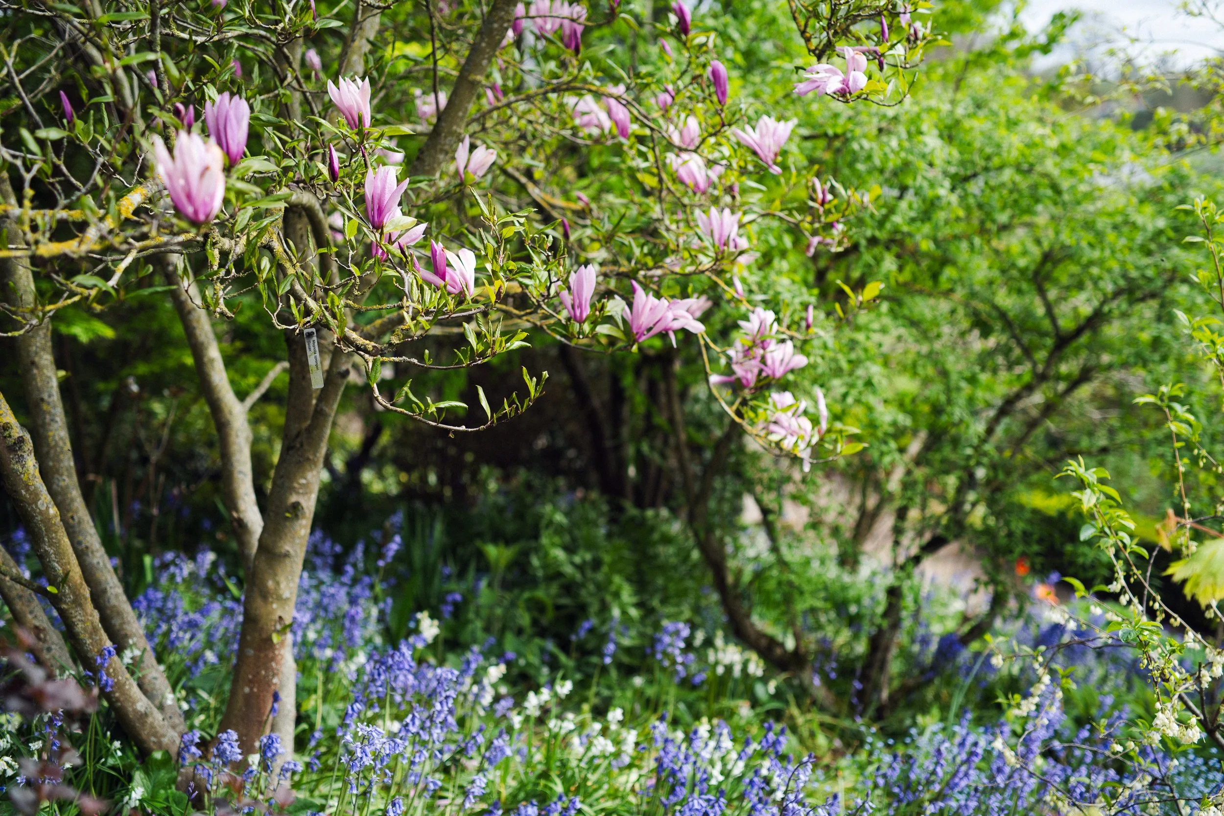 A lush garden with a small tree or shrub blooming with pink flowers, surrounded by green foliage and purple flowers at the ground level.