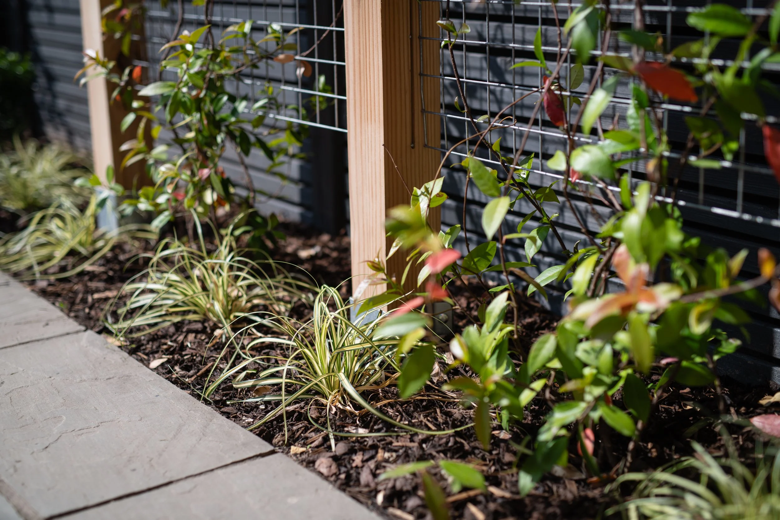 custom design Douglas fir trellis