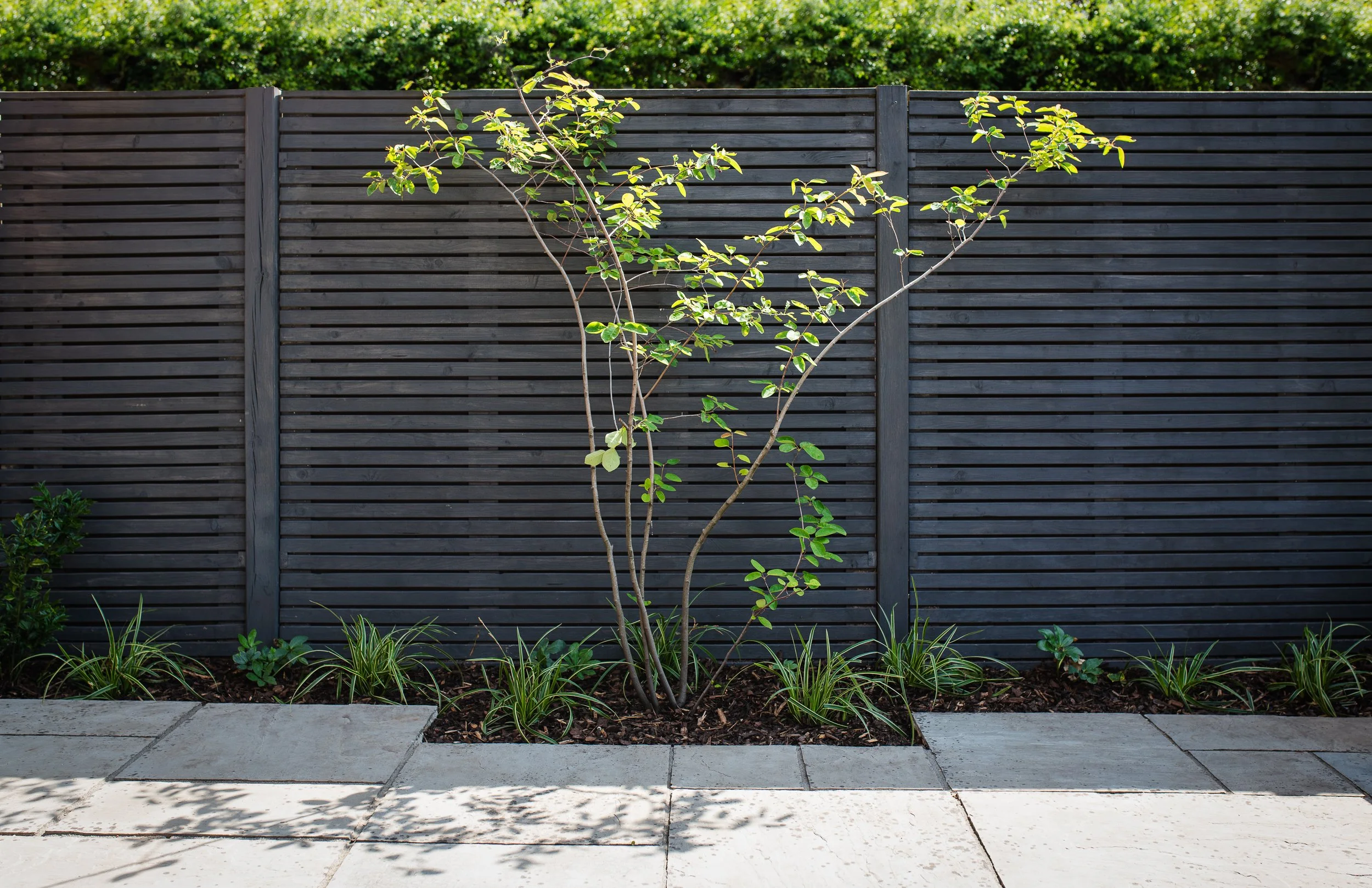 Amelanchier Lamarckii tree and care grasses