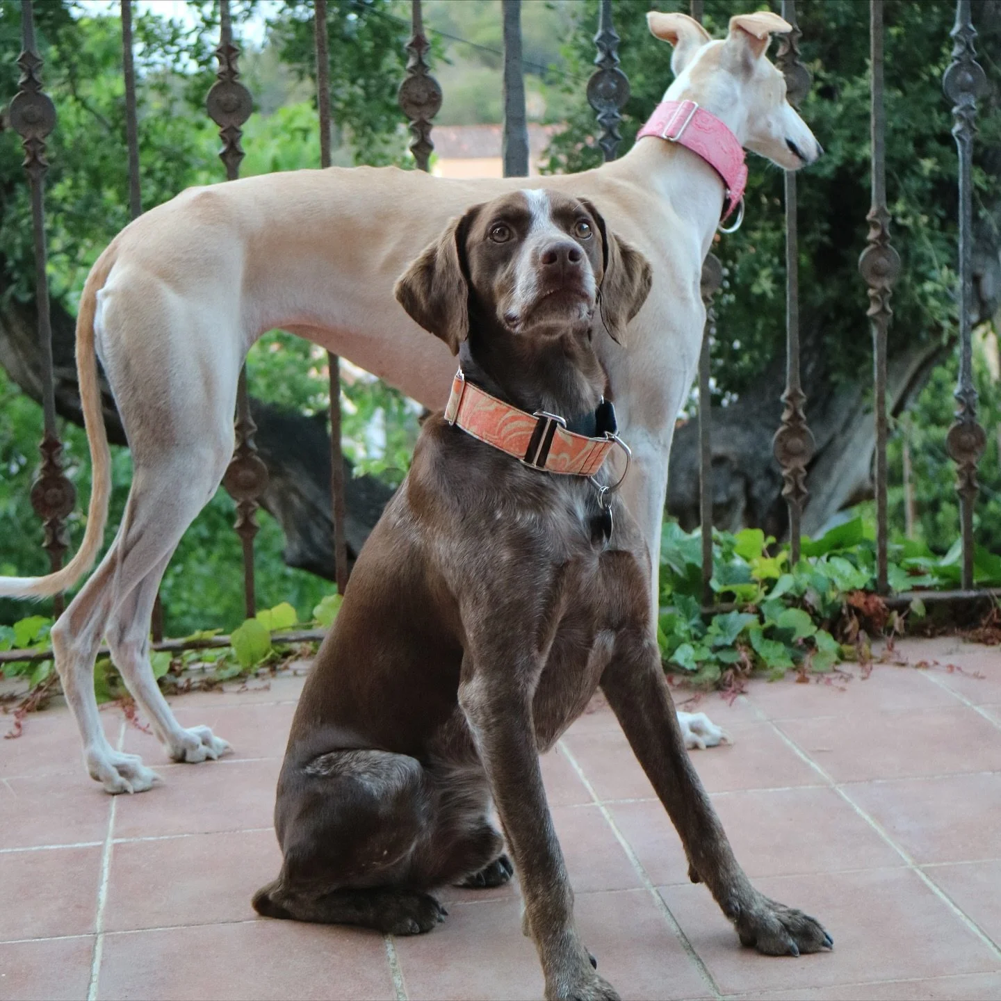 Los perros tienen una misi&oacute;n espiritual en la Tierra. Vienen a sostenernos en lo invisible, a mostrarnos lo que es realmente el amor incondicional, la lealtad sin exigencias y la presencia m&aacute;s pura.

No llegan por casualidad&hellip; apa