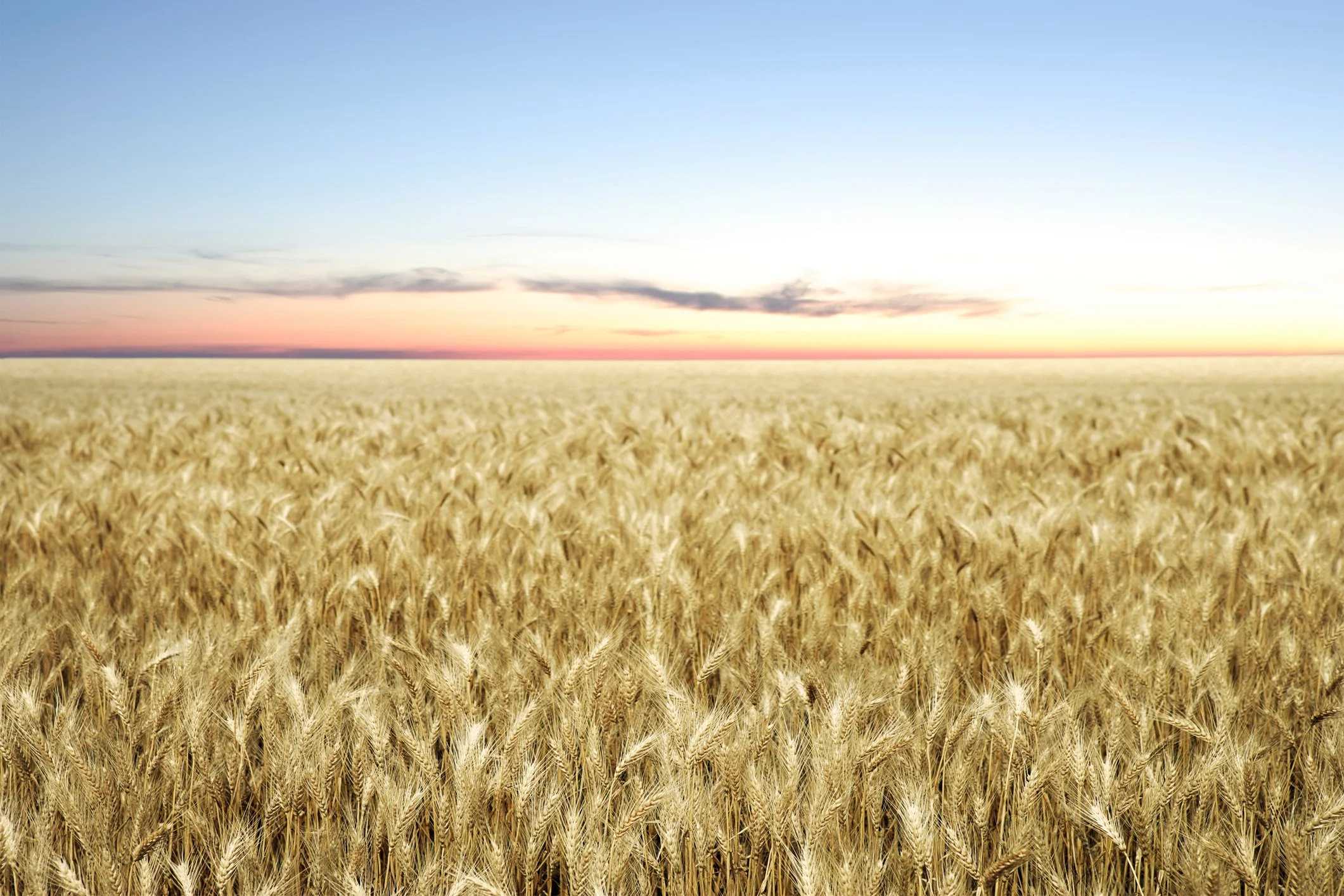 Nebraska wheat field