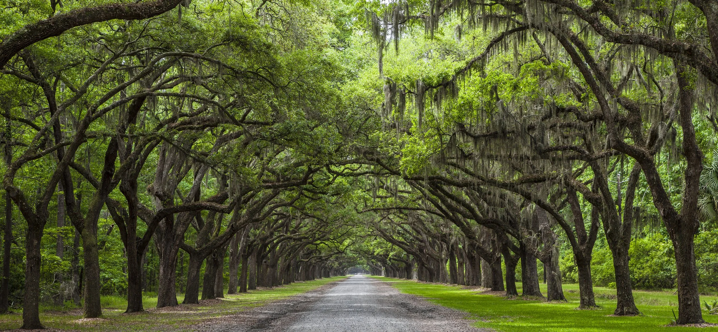 Oak Alley at the Wormsloe Historic Site in Savannah, Georgia